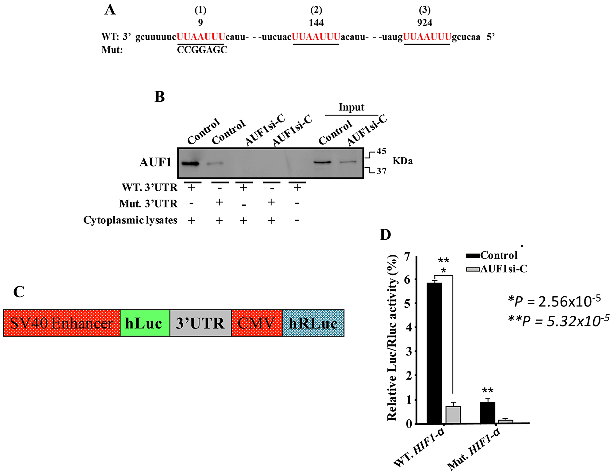 AUF1 binds to the HIF-1α 3’UTR.