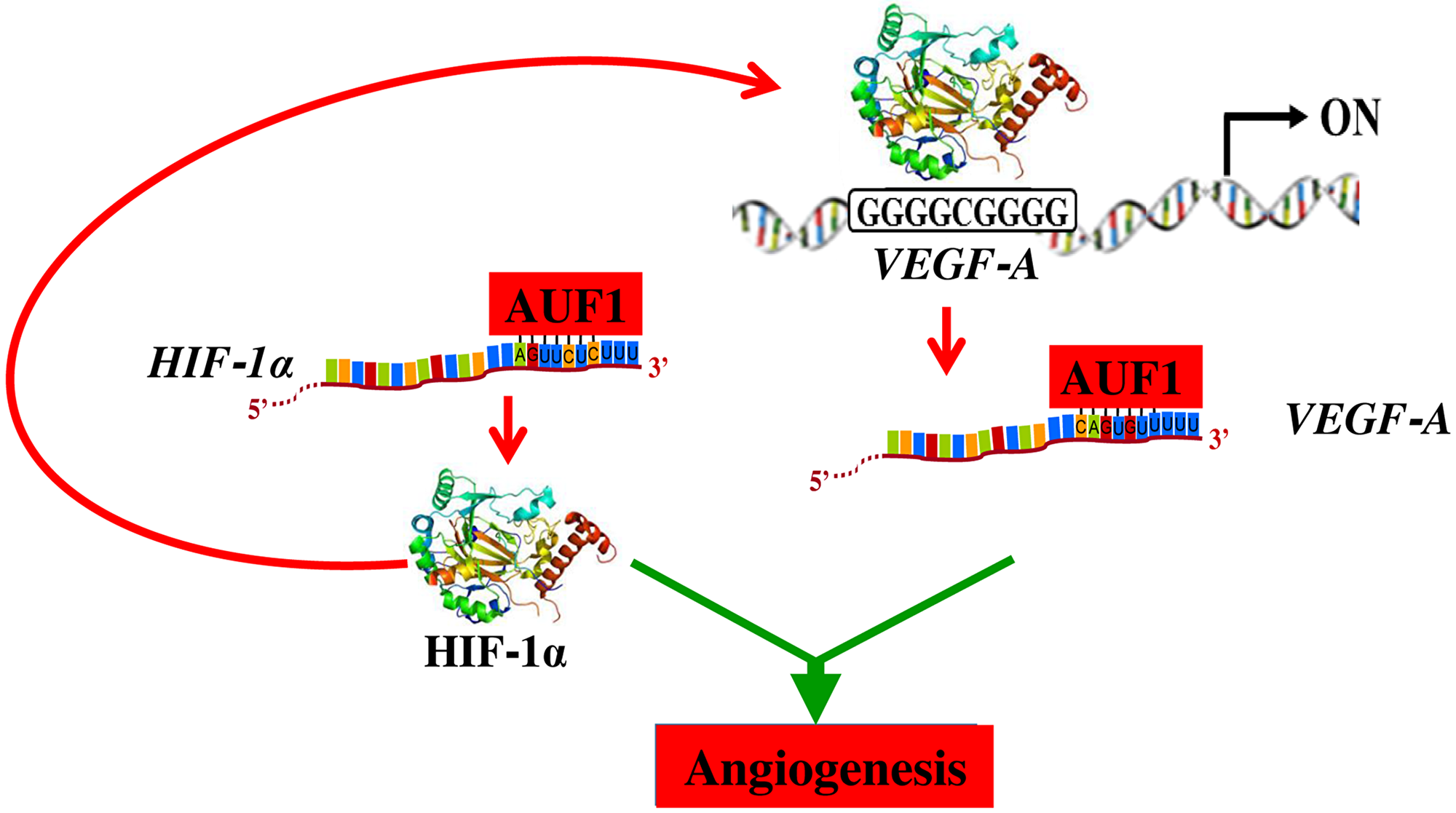 Schematic representation of the role of AUF1 in the stabilization of the VEGF-A and HIF-1alpha mRNAs and implication in angiogenesis.