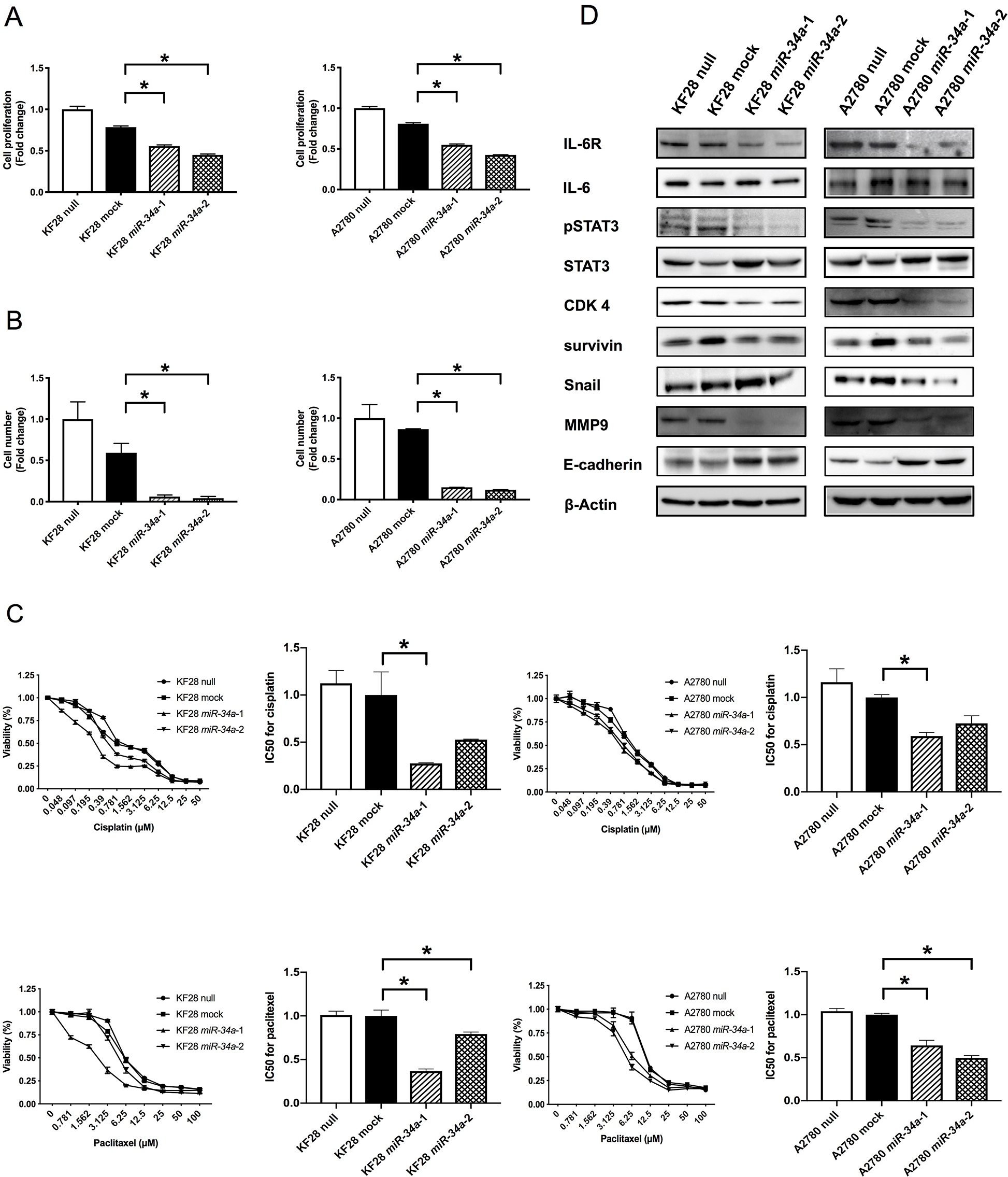 Involvement of miR-34a in HGSC pathogenesis in vitro. (A) Cell proliferation ability was analyzed using the MTS assay in KF28 and A2780 cells. HGSC cell lines with miR-34a overexpression had lower cell proliferation ability compared with negative control cells. (B) Cell invasion ability was analyzed using the invasion assay in KF28 and A2780 cells. HGSC cell lines with miR-34a overexpression had lower cell invasion ability compared with negative control cells. (C) Responsiveness of HGSC cell lines to cytotoxic agents was analyzed using the cytotoxicity assay in KF28 and A2780 cells for cisplatin and paclitaxel. miR-34a-transfected HGSC cells showed significantly greater cell death due to cytotoxic agents compared with negative control cells. (D) Protein expression of HGSC cell lines was analyzed using Western blot analysis. Forced expression of miR-34a reduced IL-6R expression affecting downstream of the IL-6R/STAT3 signaling pathway. β-Actin was used as loading control. * means P $!--ESC