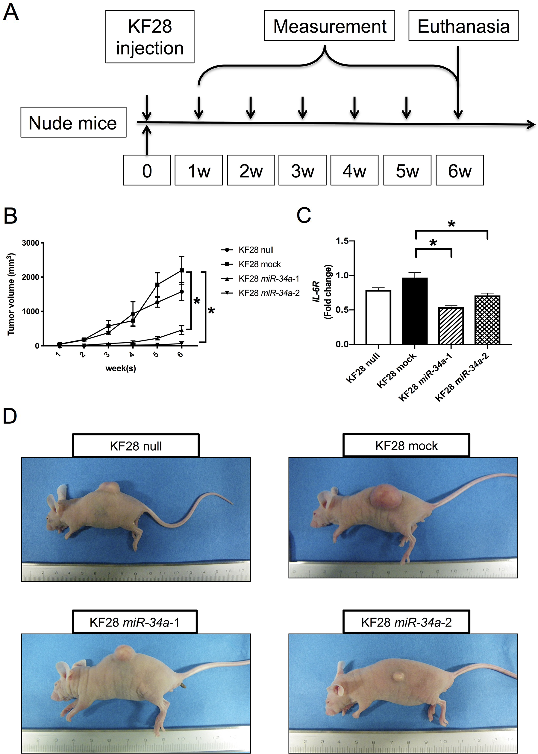 Replacement of miR-34a inhibiting HGSC tumorigenicity in vivo. (A) KF28 cells were injected subcutaneously into nude mice. Tumor growths were monitored up to 6 weeks. (B) An overall reduction in the tumor volume was observed in mice inoculated with KF28 cells having stable miR-34a overexpression. (C) IL-6R mRNA expression of the tumors were quantified using the comparative method in real-time RT-PCR analysis. (D) Representative images of the gross tumor morphology showing tumor formation in mice. * means P $!--ESC