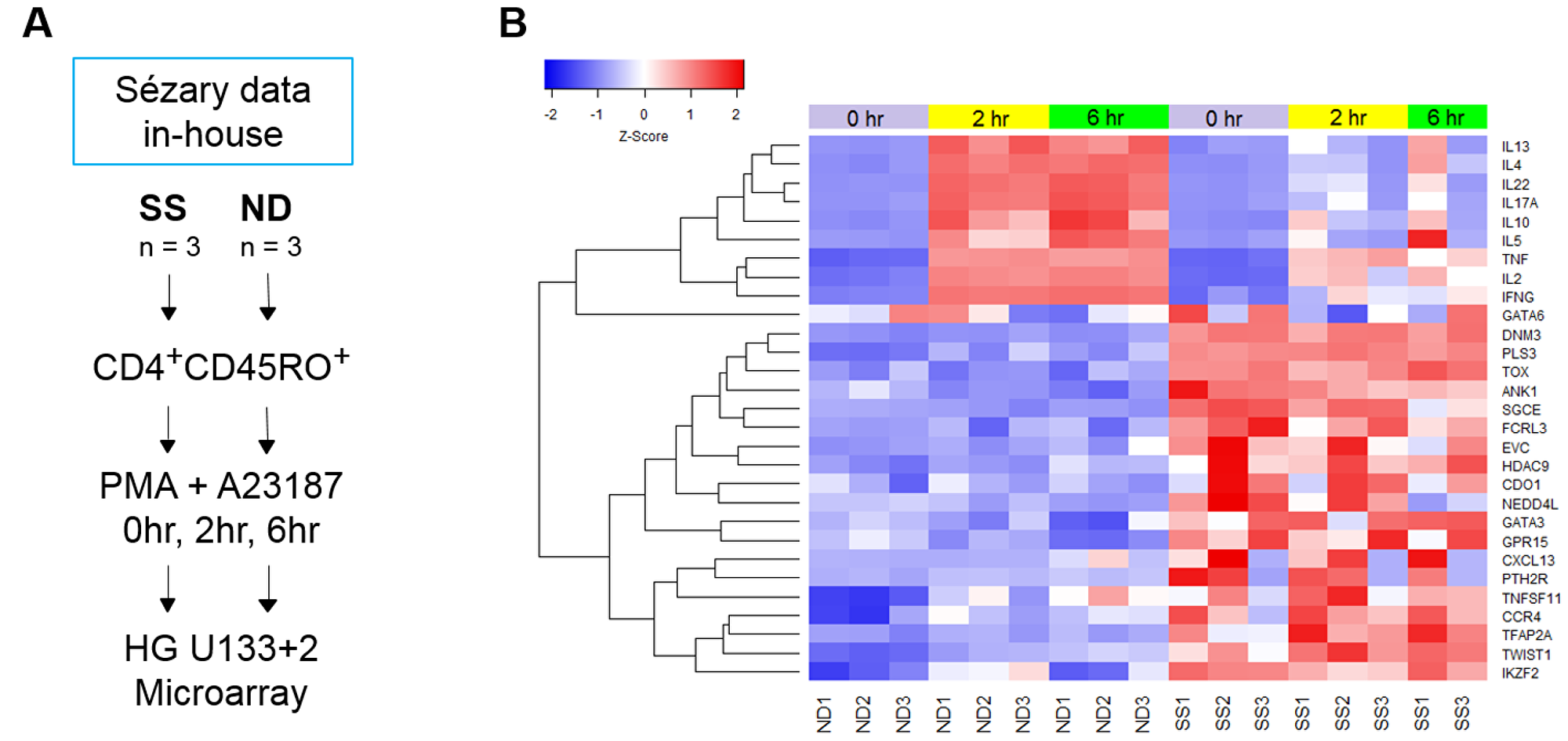 (A) Schematic of T cell populations and experimental design of the SS microarray study. CD4+CD45RO+ memory T cells were isolated from SS and ND PBMC by negative selection, as described in Materials and Methods. Cells from both SS and ND were activated with PMA+A23187 for 0, 2, and 6 hours. Gene expression was examined with Affymetrix HG U133 Plus 2.0 microarrays. (B) Traditional SS biomarker genes are highly over-expressed in SS compared to ND memory T cells, with little change in expression upon activation with PMA+A23187 in both SS and ND T cells. Stimulated cytokine gene expression is lower at 2 and 6 hours in SS compared to ND. Gene expression z-score is represented by a color scale from red (high expression) to blue (low expression). Colored bars at the top of the heat map indicate cell treatments: unstimulated (violet), 2 hour stimulated (yellow), and 6 hour stimulated (green).