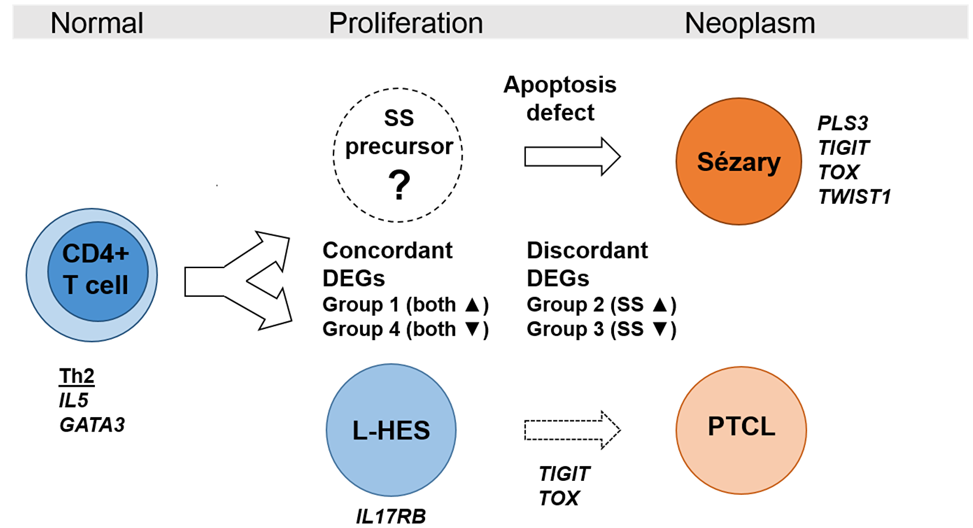 Model of gene expression in benign and neoplastic T cell lymhoproliferations