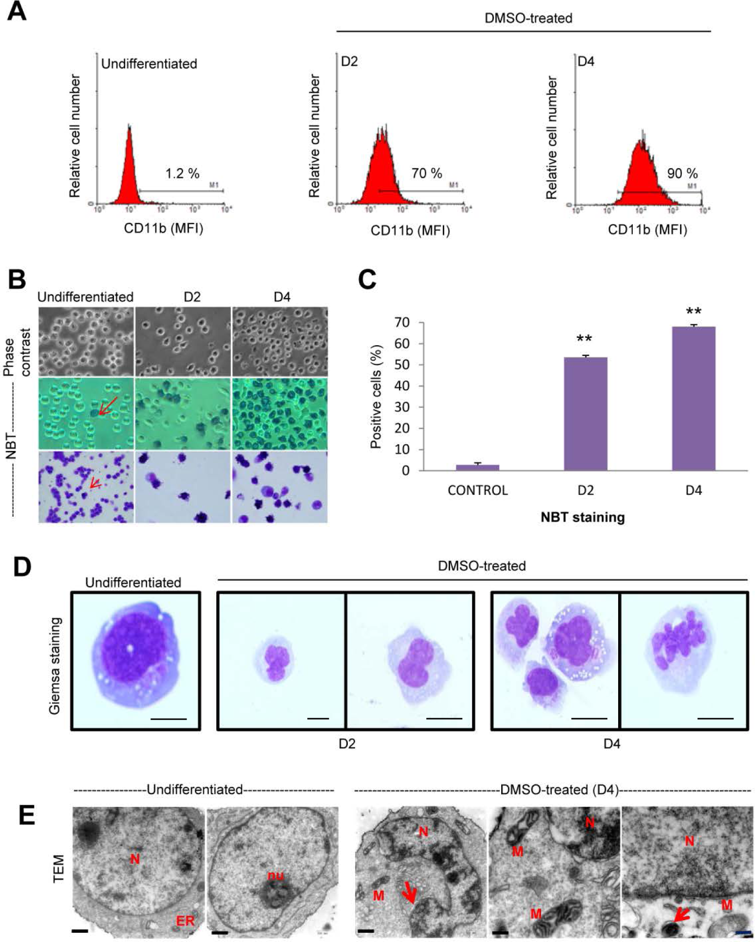 Morphological and functional changes in DMSO-induced HL-60 differentiation towards the granulocytic lineage