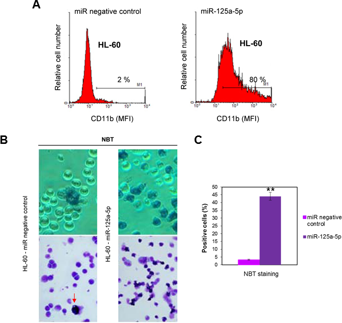Ectopic expression of miR-125-a-5p promotes granulocytic cell differentiation of human myeloid leukemia HL-60 cell line