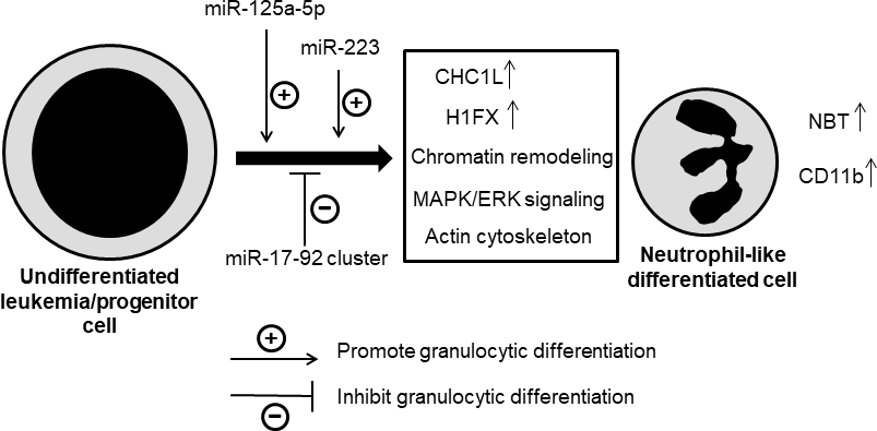 Schematic model of neutrophil differentiation by miRNAs