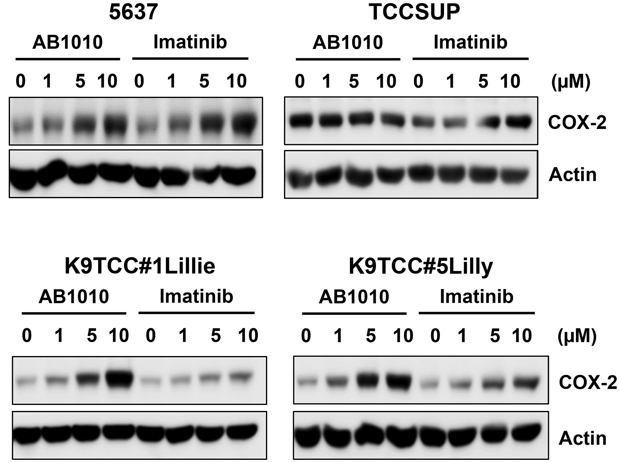 AB1010 and imatinib increased COX-2 expression in tested COX-2-expressing bladder cancer cells in a dose-dependent manner