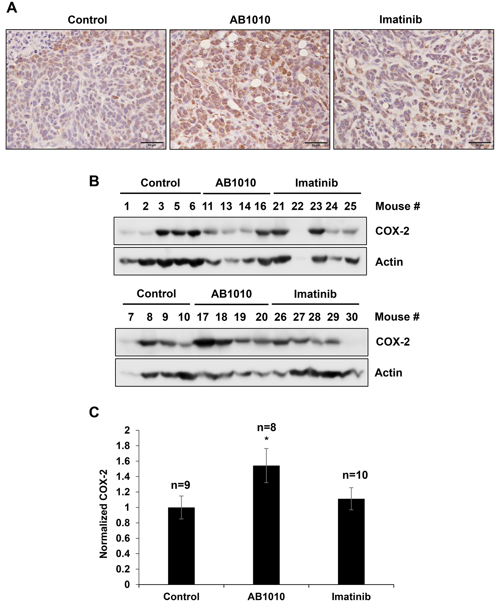 RTKIs-induced COX-2 expression in K9TCC#5Lilly xenograft tumors in vivo
