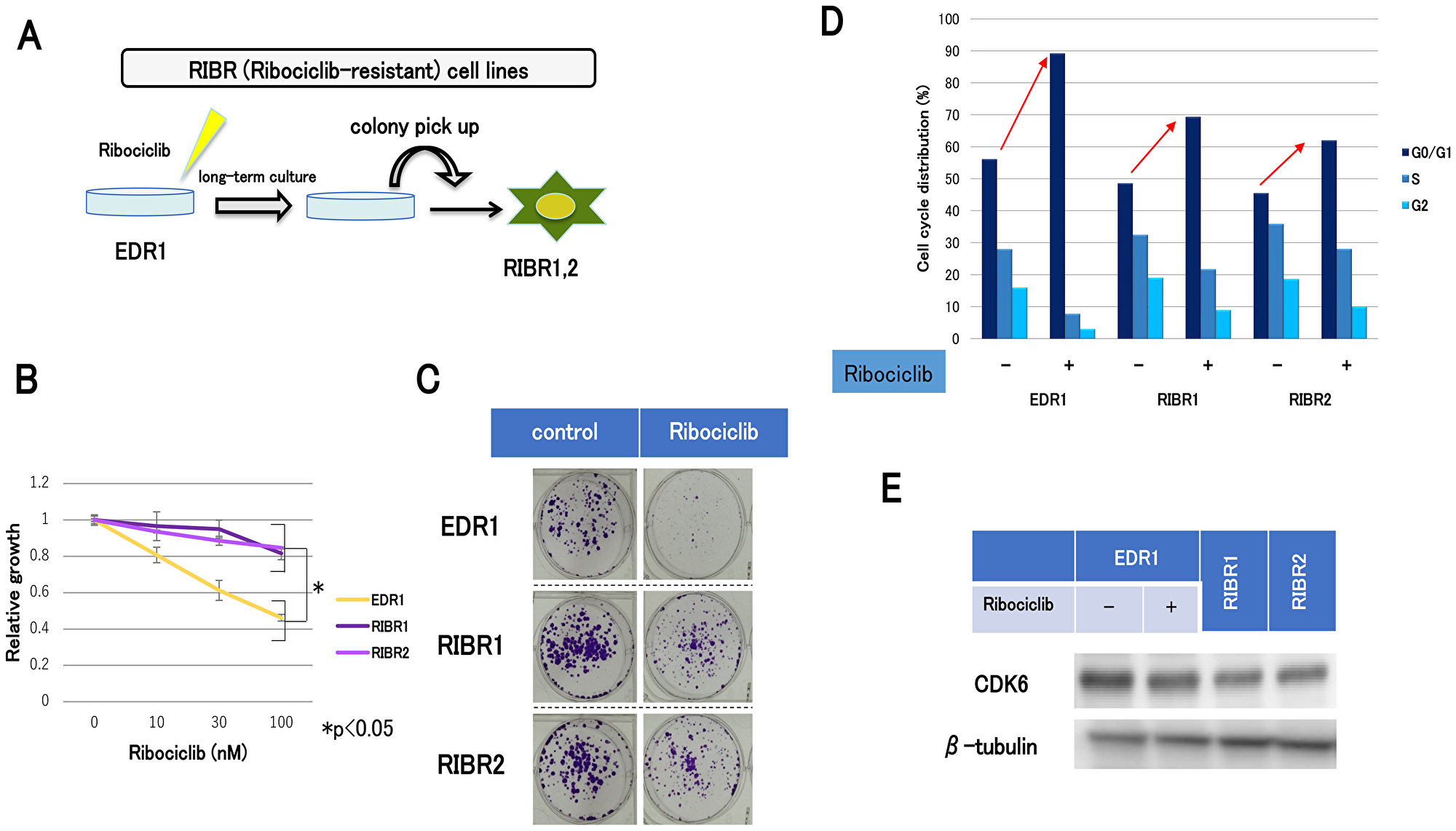 The establishment of ribociclib-resistant cell lines (RIBR).