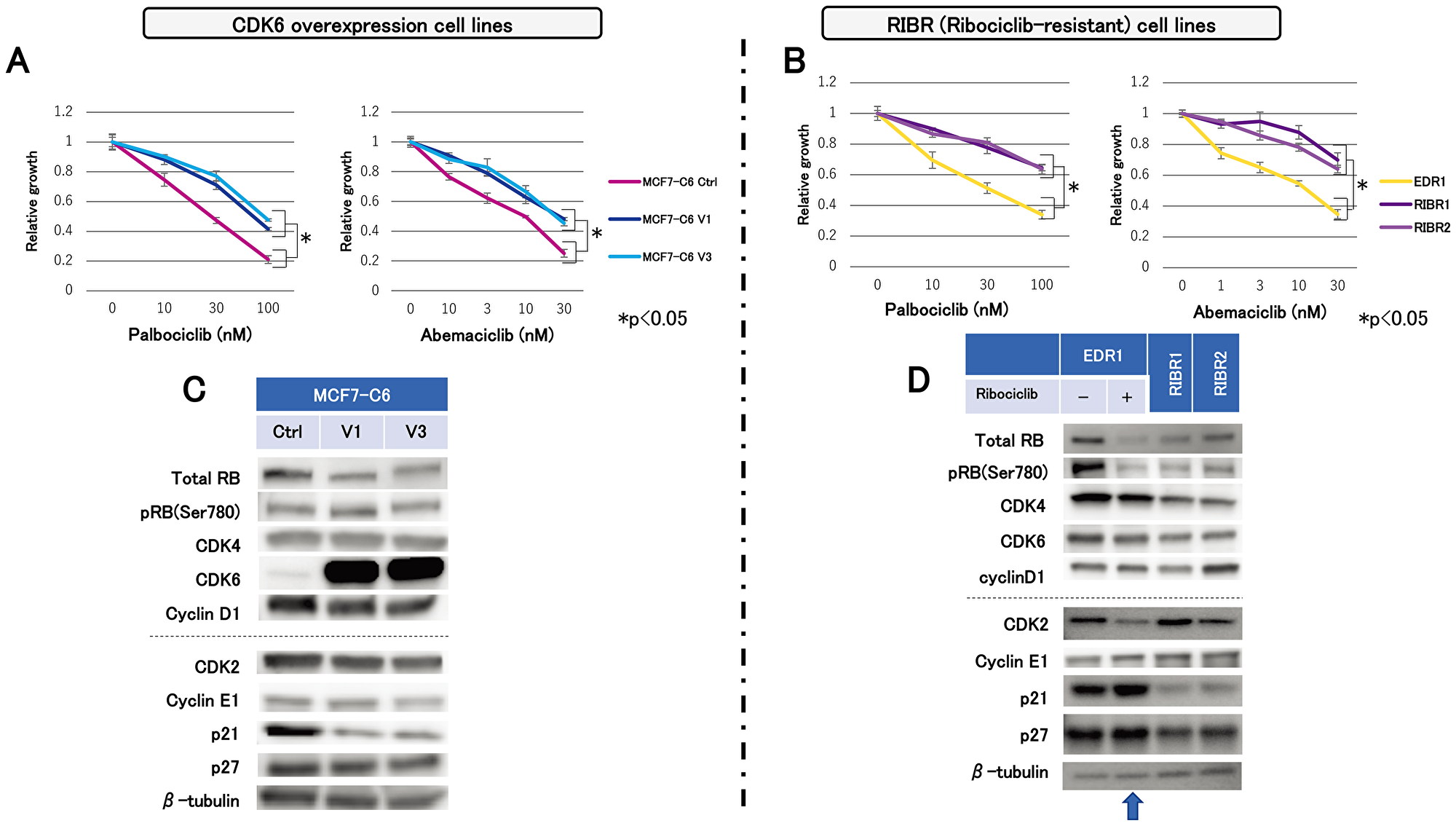 Sensitivity to other CDK4/6 inhibitors and molecular-targeted drugs and expression levels of cell-cycle regulatory agents.