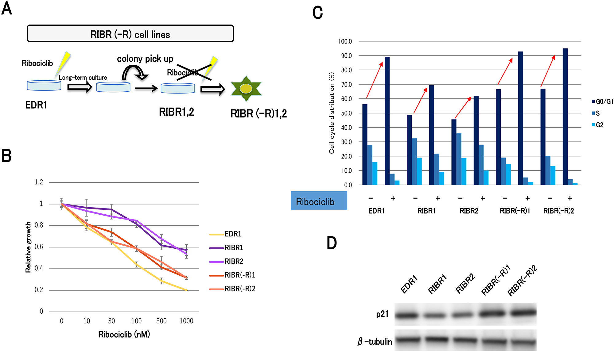 Establishment of ribociclib-resistant cell lines with long-term ribociclib depletion (RIBR(-R)).