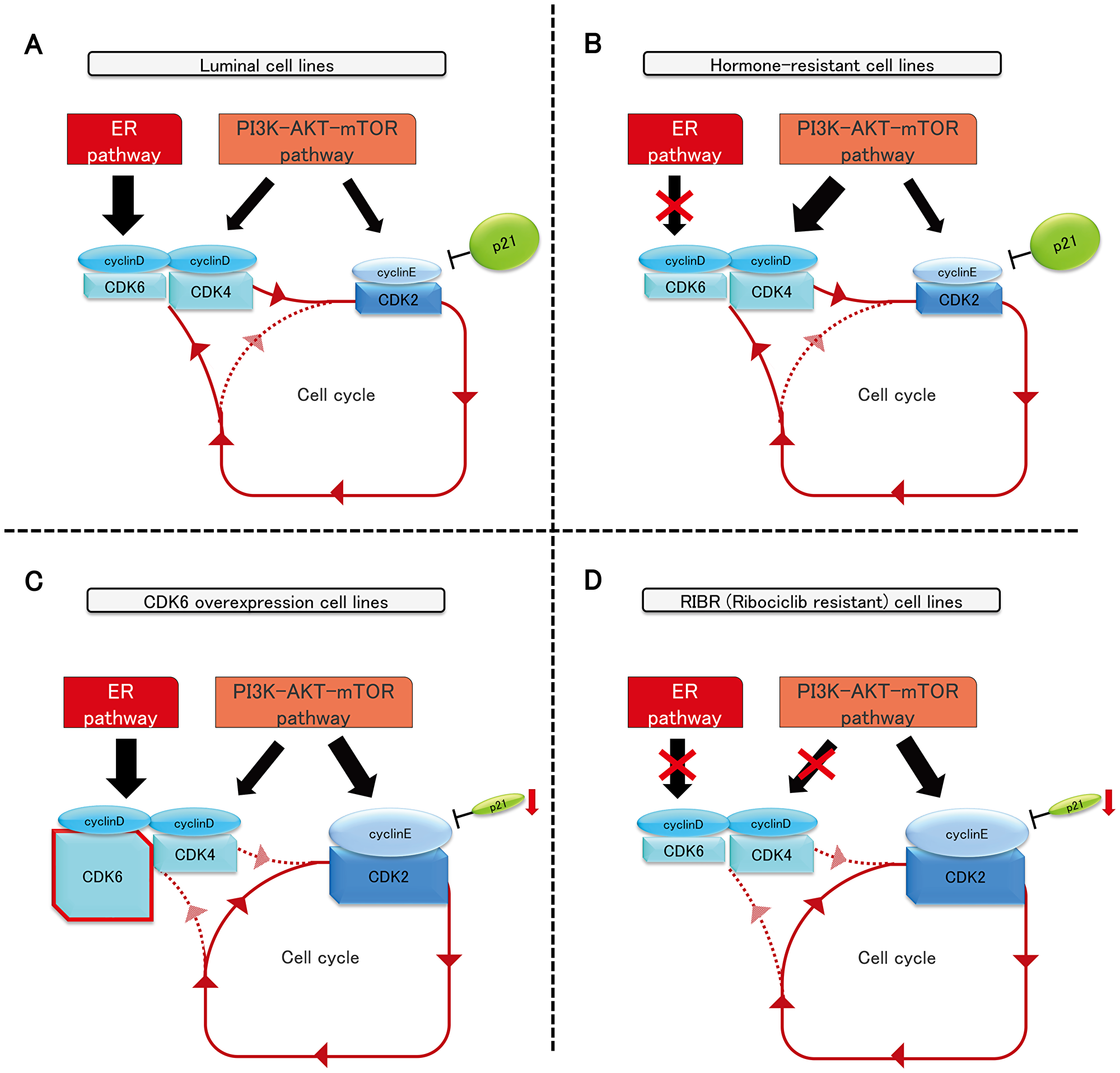 The schema of luminal, hormone-resistant, MCF7-C6, and RIBR cell lines.