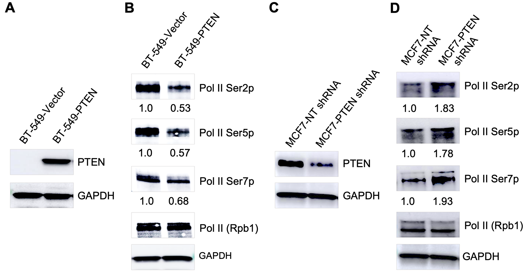 PTEN modulates global Pol II CTD phosphorylation.