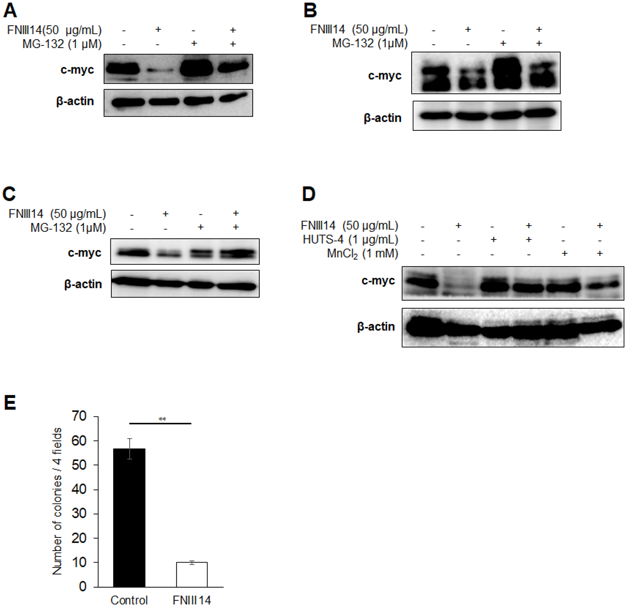 FNIII14 is able to induce degradation of c-myc as well as N-Myc.