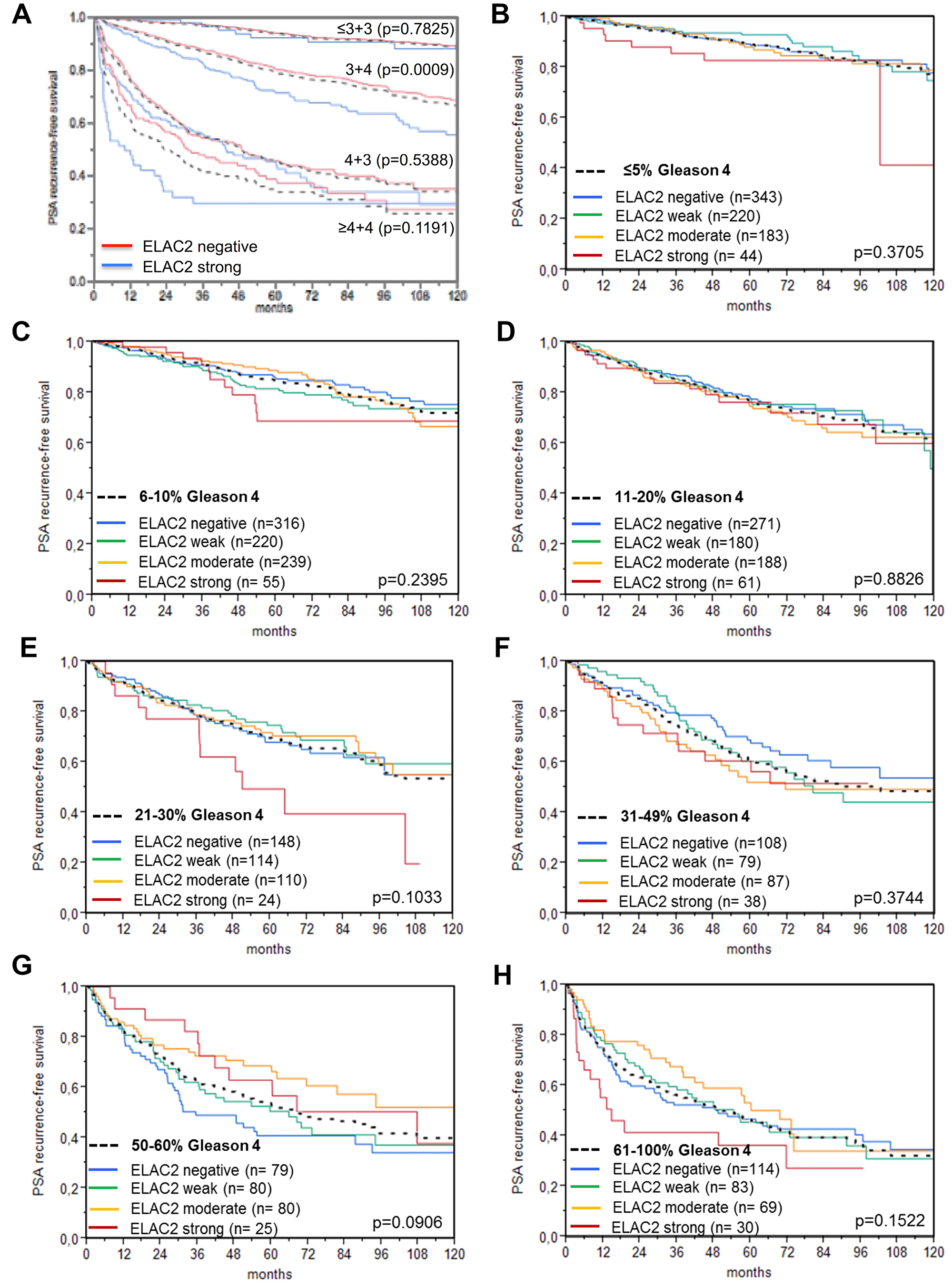 Prognostic impact of negative, (weak, moderate) and strong ELAC2 expression level in subsets of cancers defined by (A) the classical Gleason score (black dotted lines) and (B–H) the quantitative Gleason score categories (black dotted lines) defined by the percentage of Gleason 4 patterns: (B) ≤5%, (C) 6–10%, (D) 11–20%, (E) 21–30%, (F) 31–49%, (G) 50–60%, and (H) 61–100% Gleason 4 pattern. P-values [log-rank] are uncorrected.
