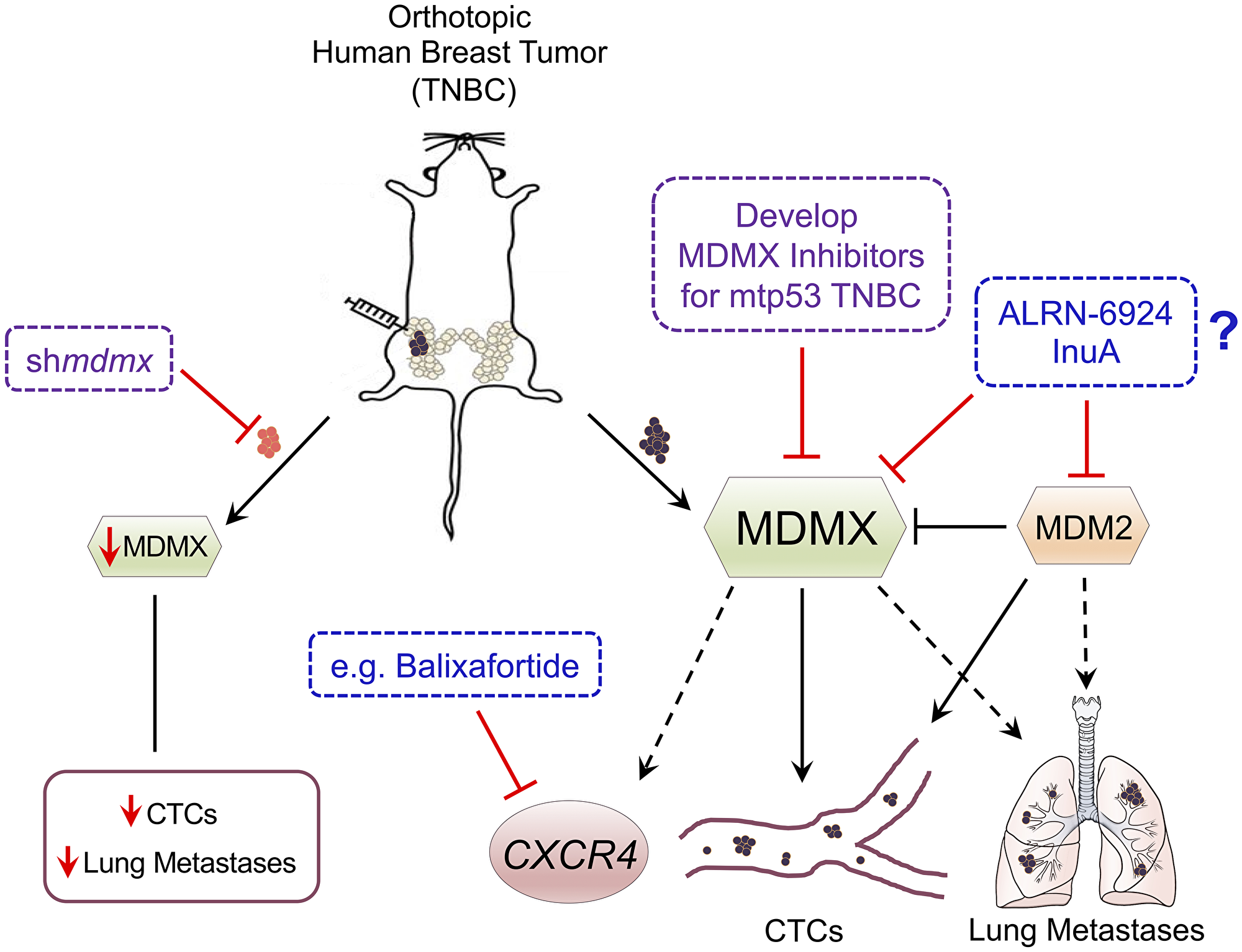 Schematic of MDMX promoting TNBC metastasis and proposed targeting strategies