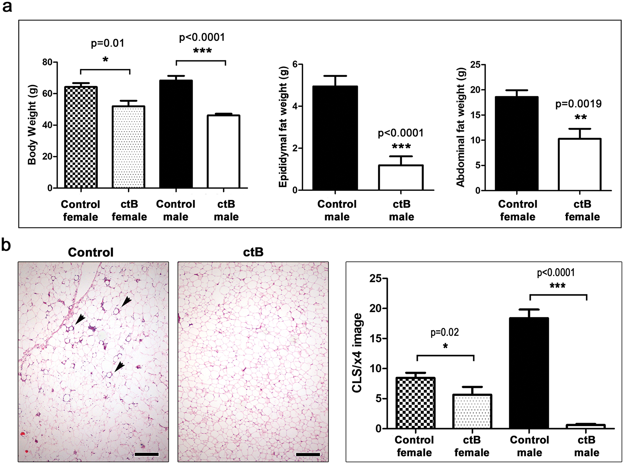 Early-life oral dosing with ctB protects CD1 outbred mice from obesity later in life
