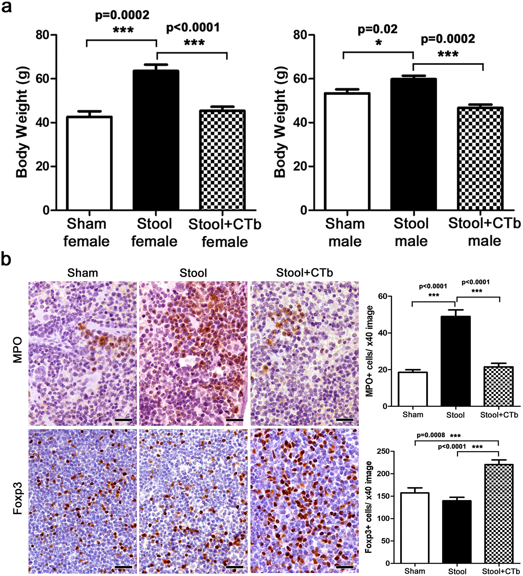 ctB during youth counteracts microbiota-induced obesity