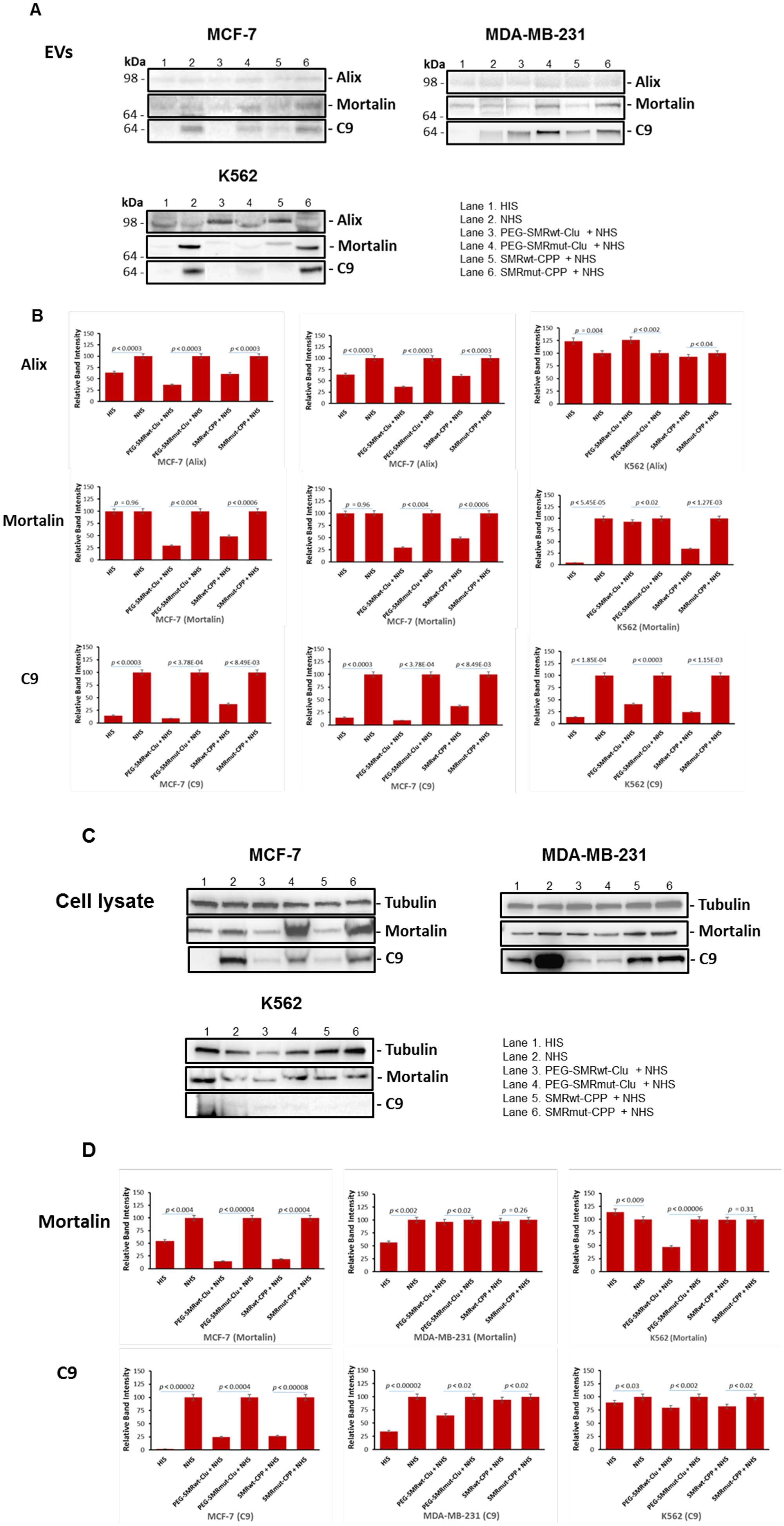 Levels of mortalin and C9 in extracellular vesicles and cell lysates from MCF-7, MDA-MB-231 and K562 cells were reduced after treatment with SMR peptides