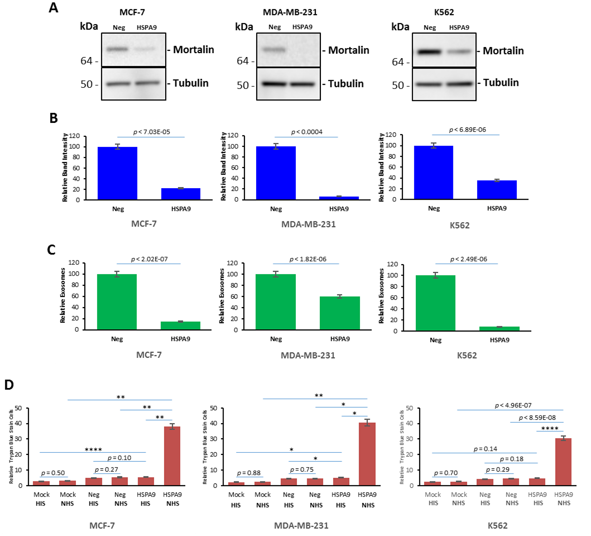 Knockdown of mortalin expression induced complement-mediated cytotoxicity in K562, MCF-7 and MDA-MB-231 cultures
