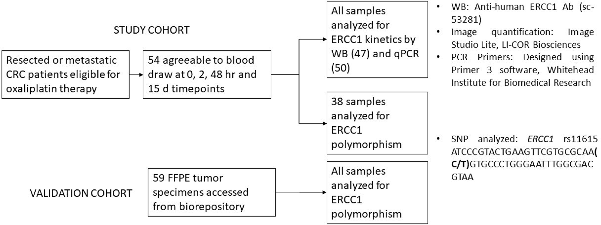 A schematic representation of the study workflow