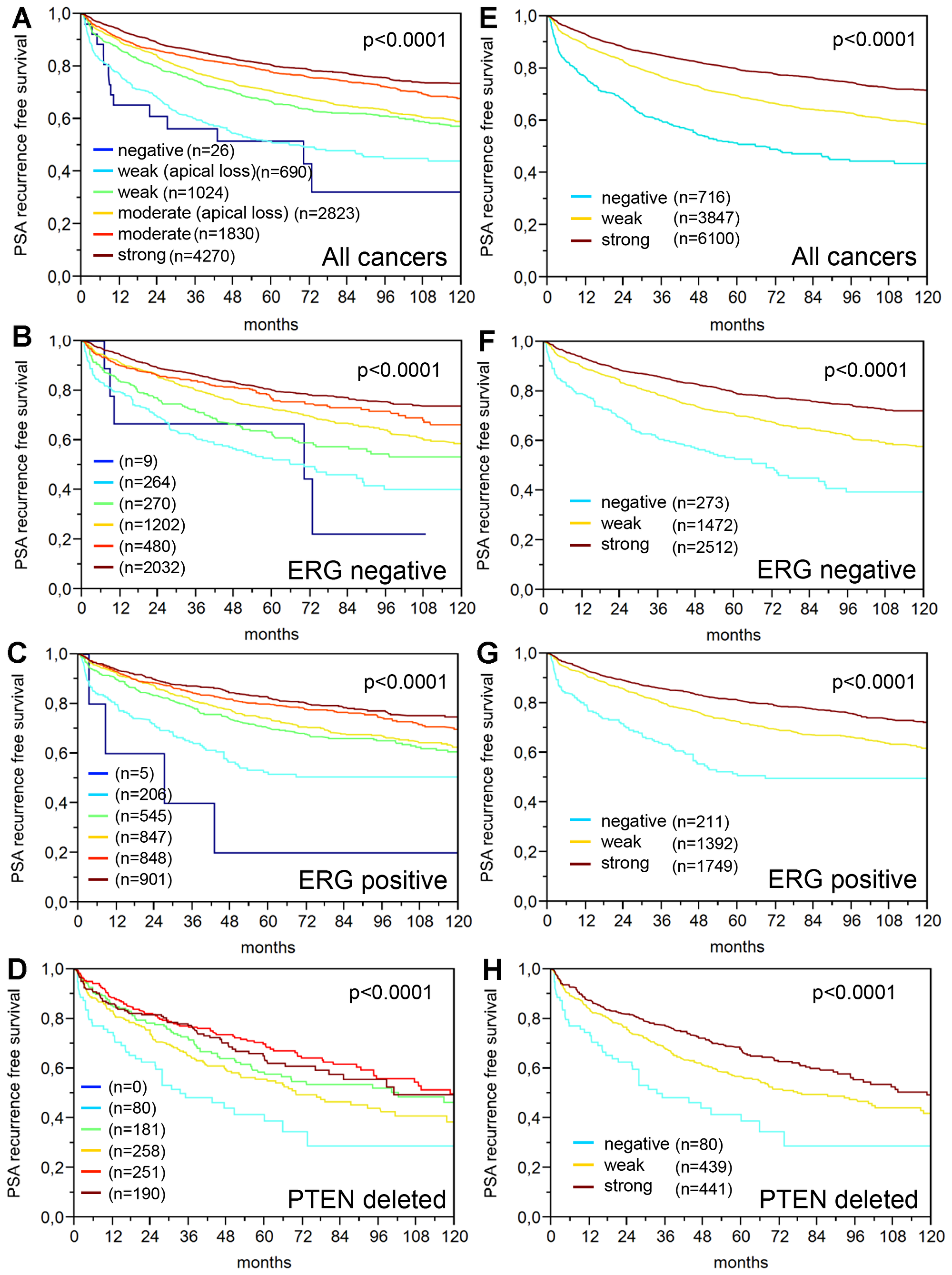 Prognostic relevance of the PSA staining in prostate cancer