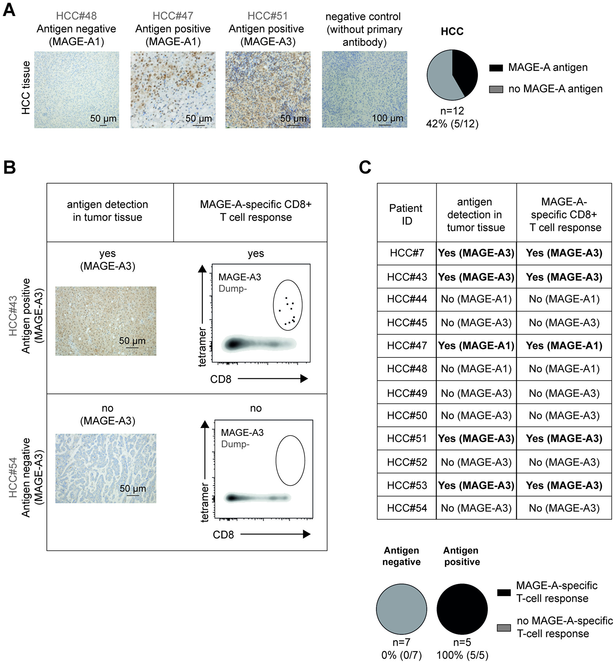 TAA-specific CD8+ T-cell responses in HCC patients are associated with the presence of TAA in tumor tissue