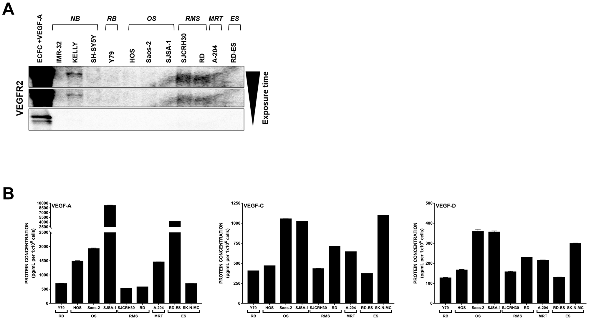 Expression of VEGFR2 and associated VEGFs are detected in pediatric cancer cell lines