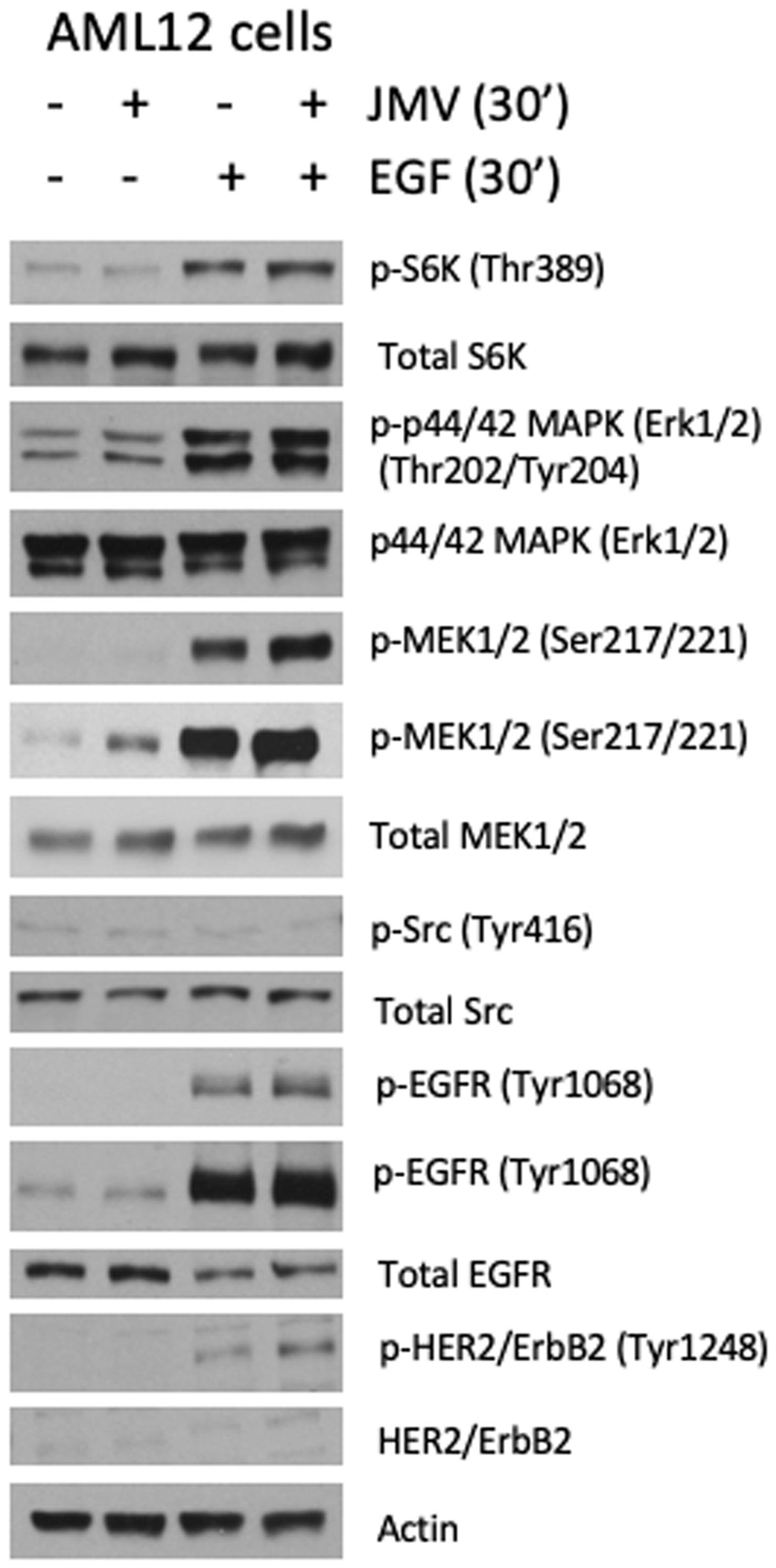 JMV/EGF activate ERK 1/2 and MEK