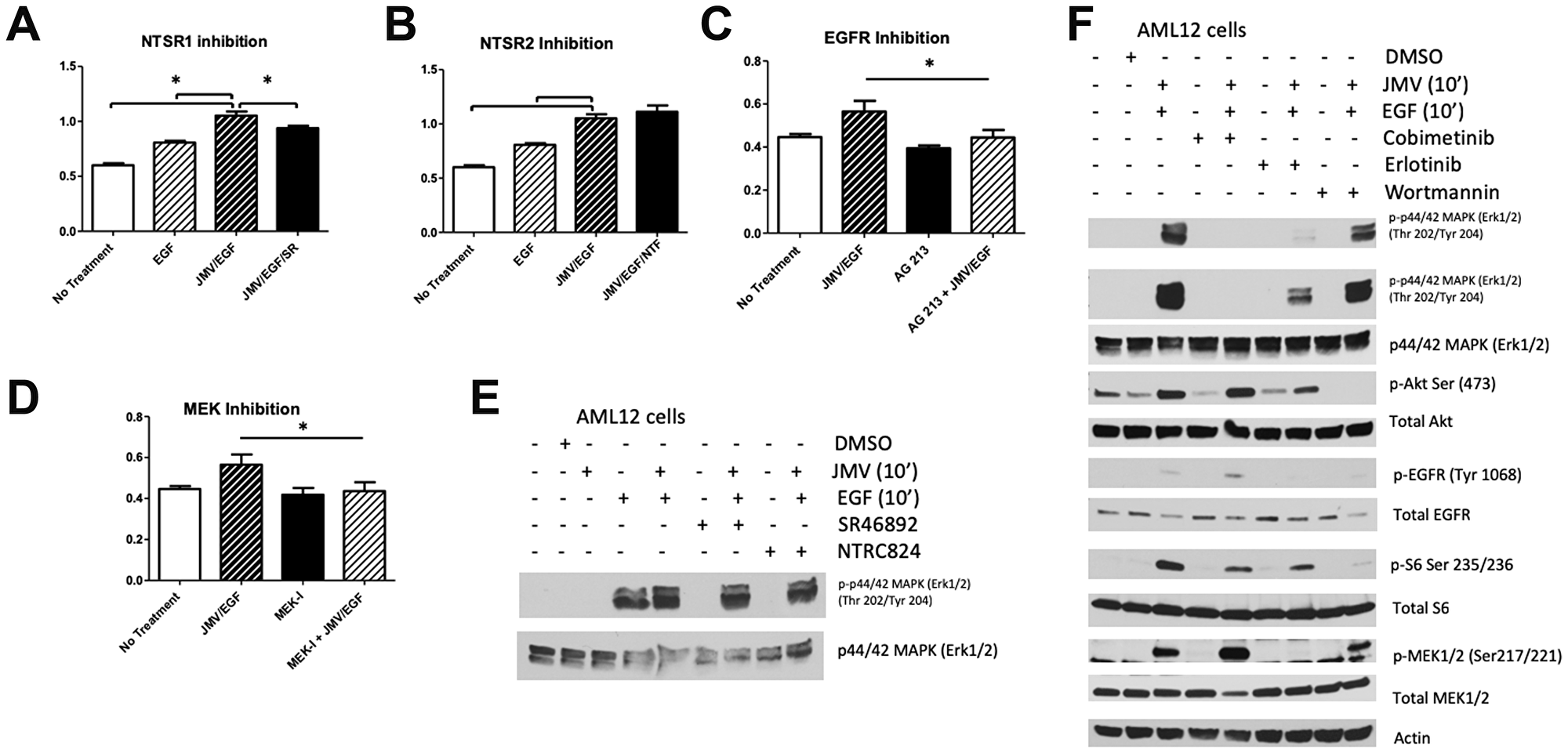 Effect of inhibitors on JMV/EGF-induced proliferation in AML12 cells