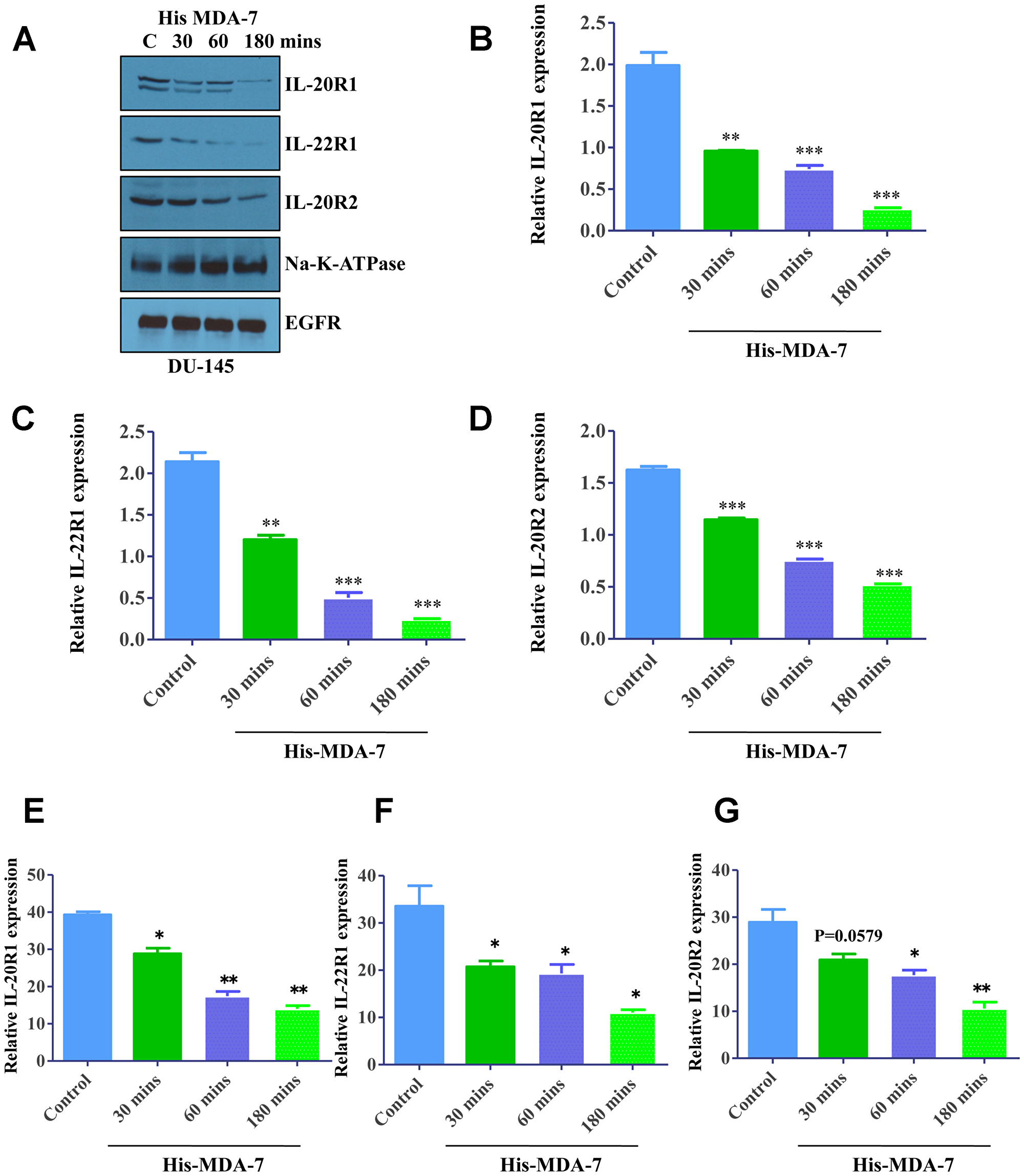 Ligand-induced internalization of MDA-7/IL-24 receptors