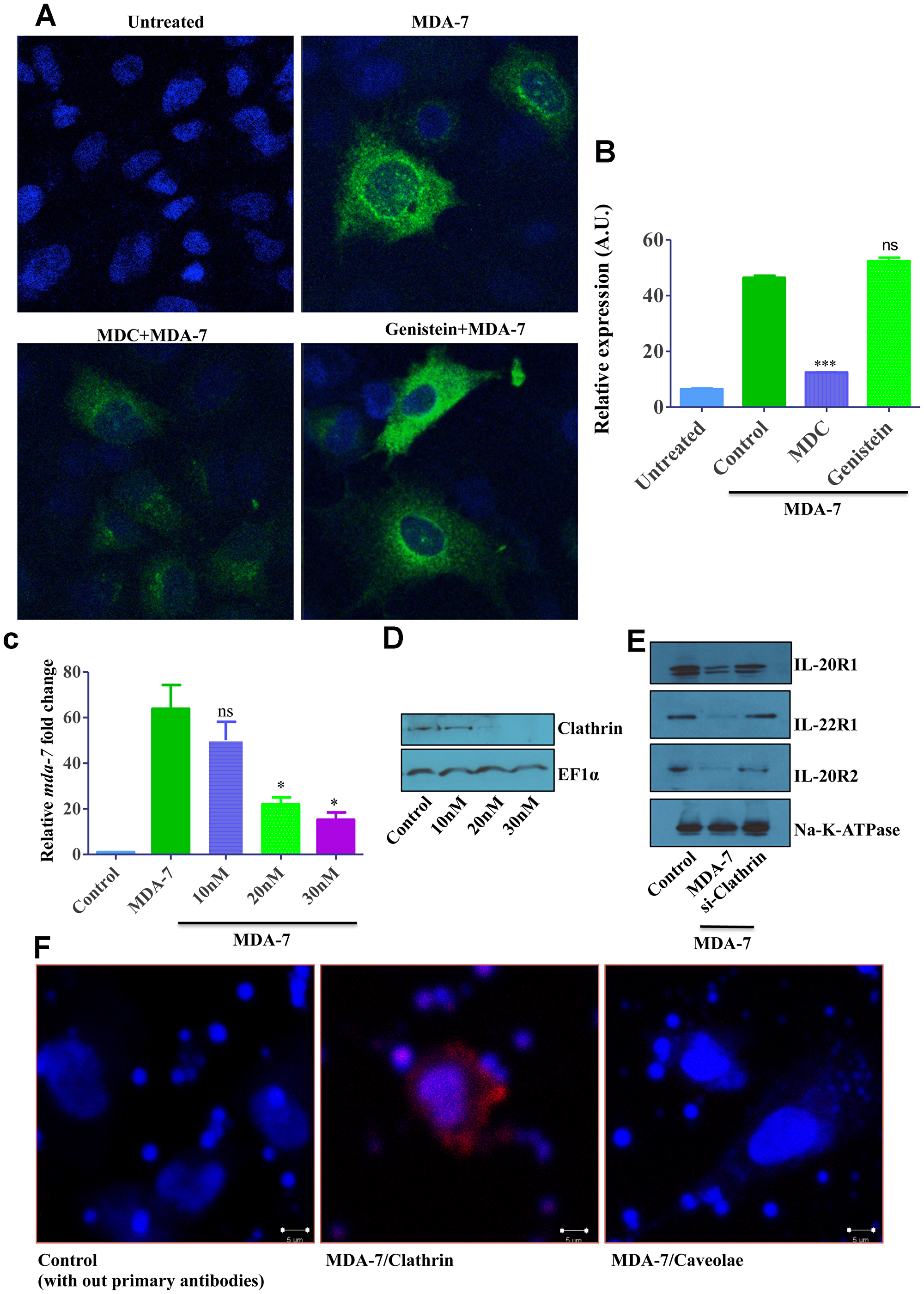 Fluorescent microscopy and Clathrin knockdown data showing clathrin-mediated endocytosis (CME) of MDA-7/IL-24