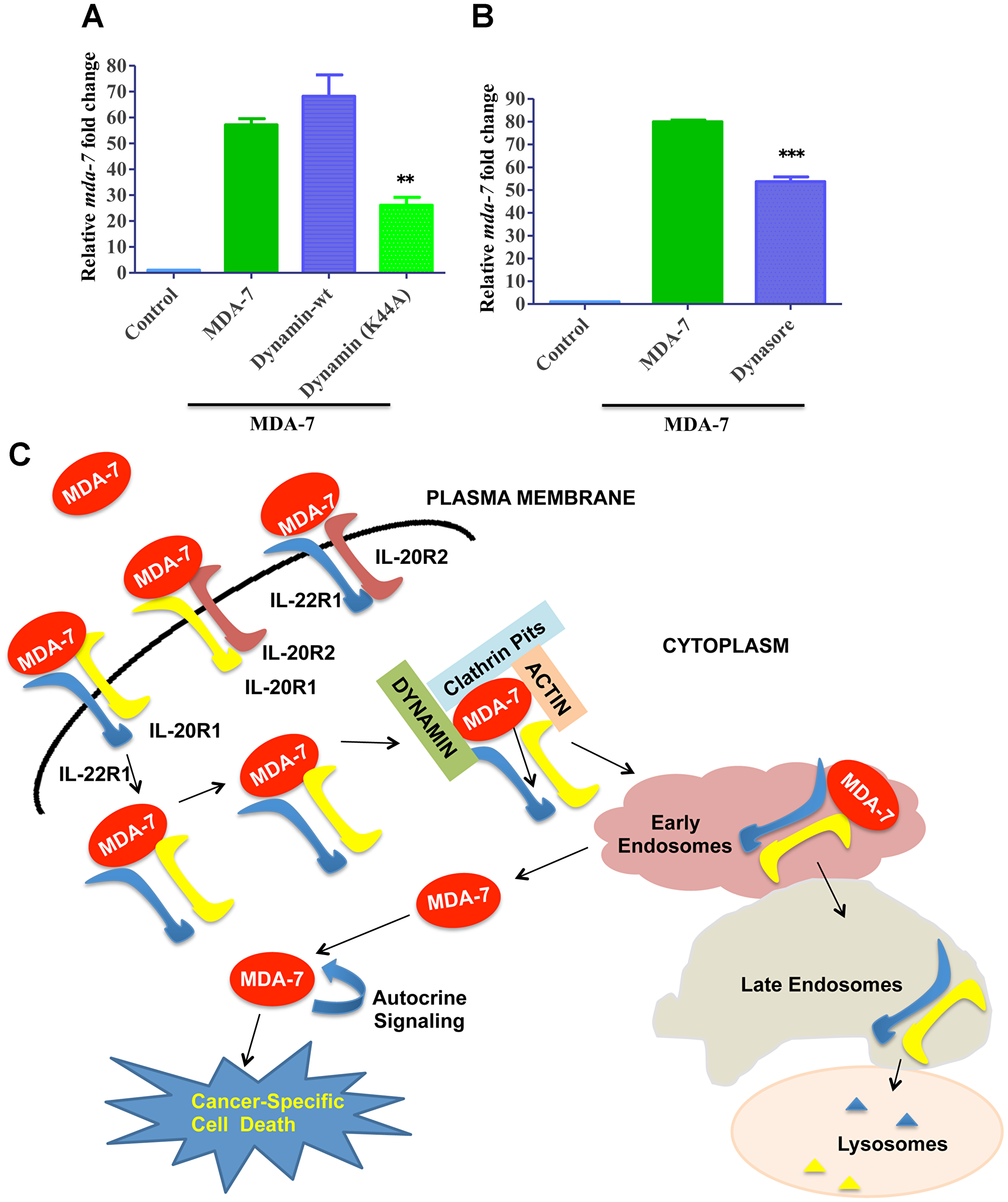 Role of Dynamin in MDA-7/IL-24 endocytosis