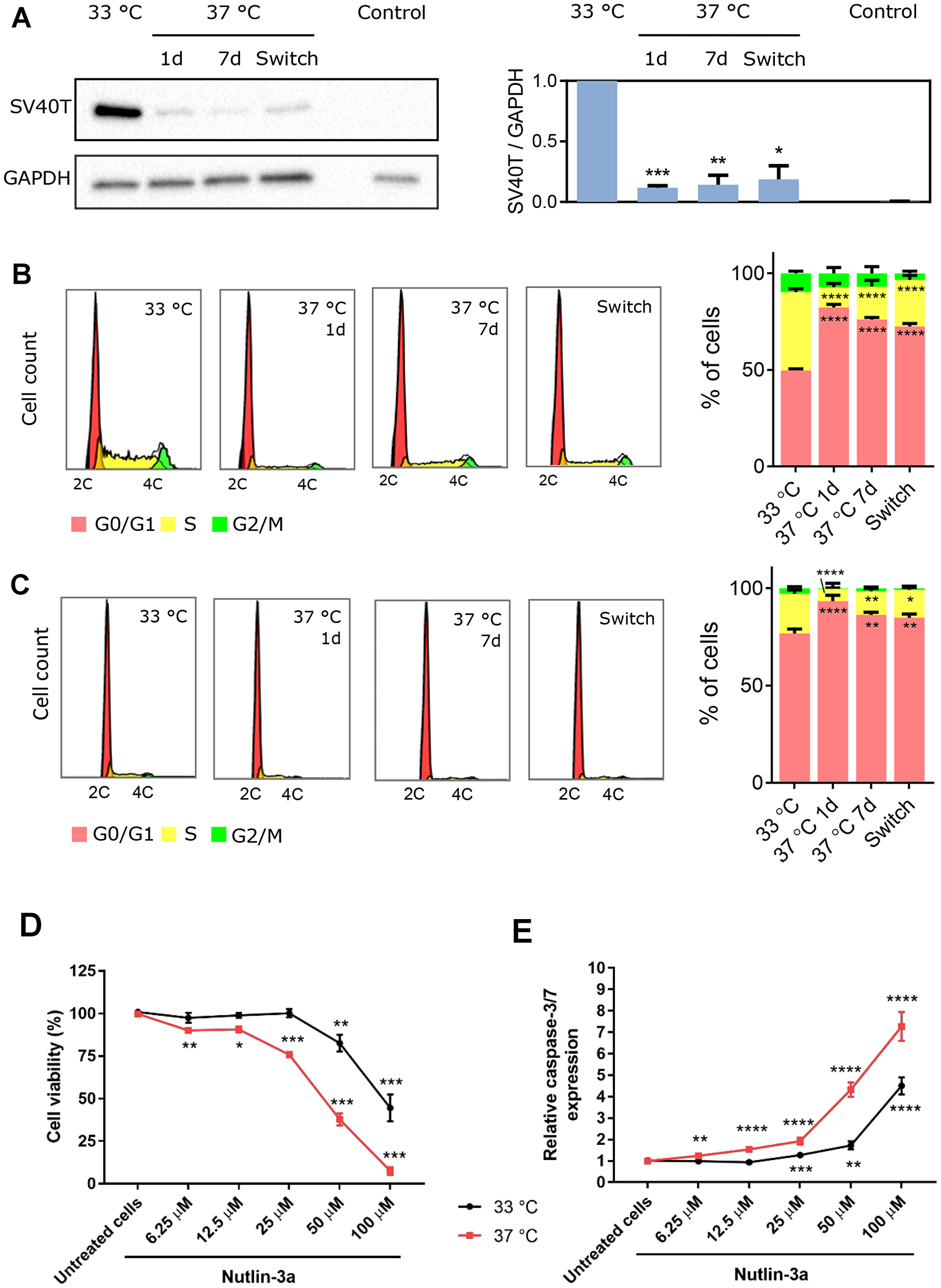 Temperature-dependent effect of SV40T expression on ciPTEC-OAT1 proliferation and apoptosis-sensitivity
