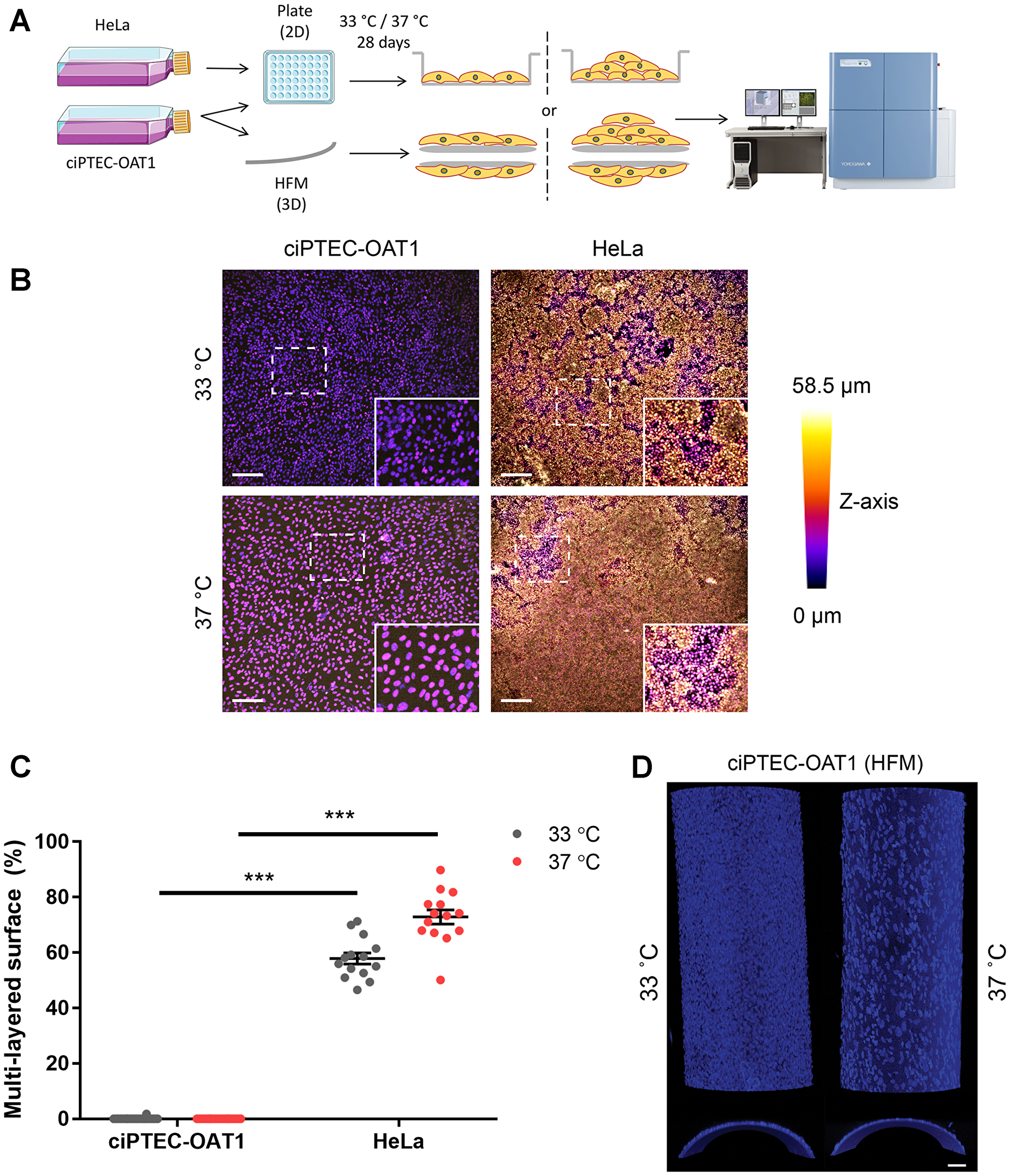 Contact inhibition in ciPTEC-OAT1
