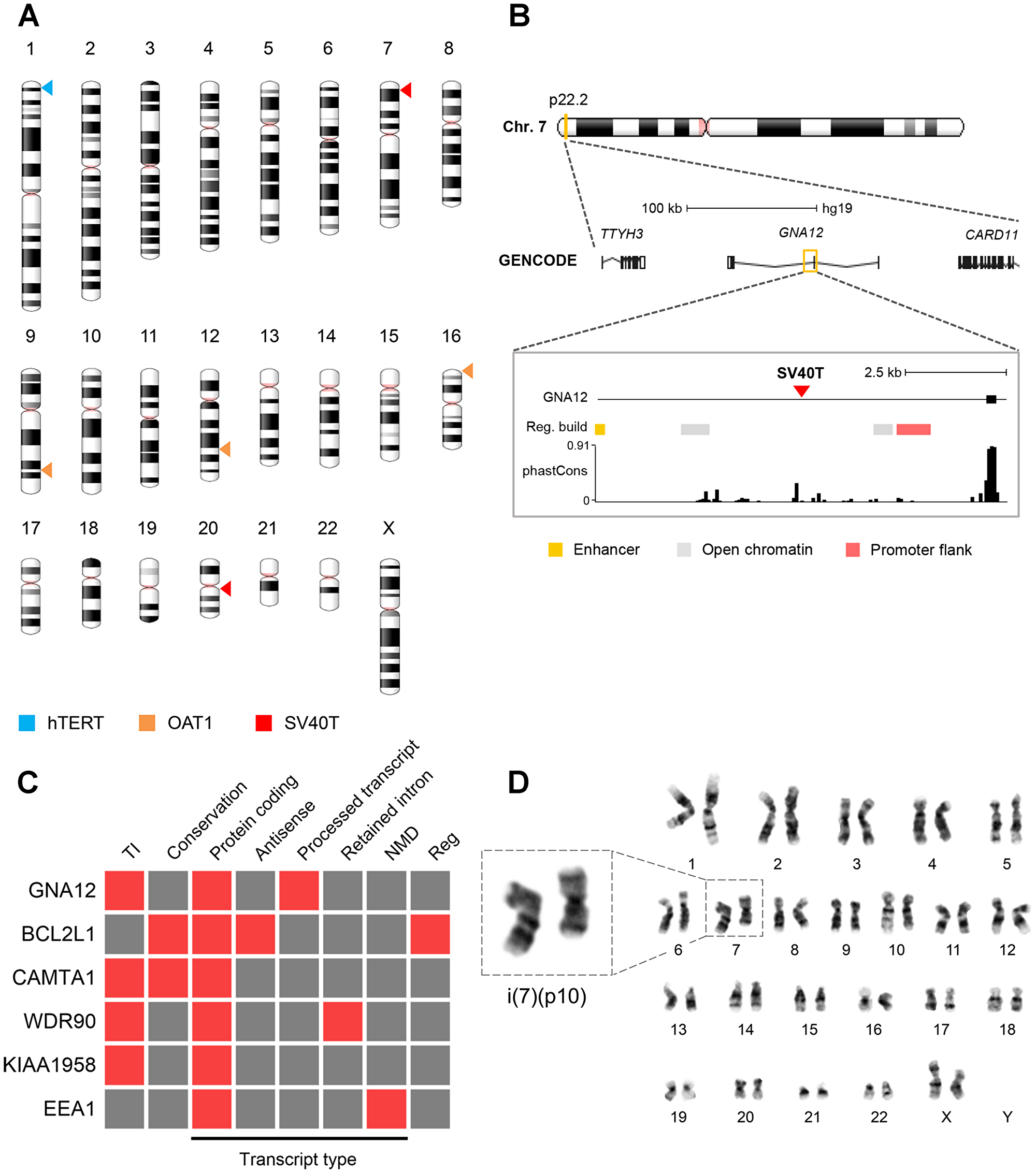 Viral integration sites and chromosomal stability