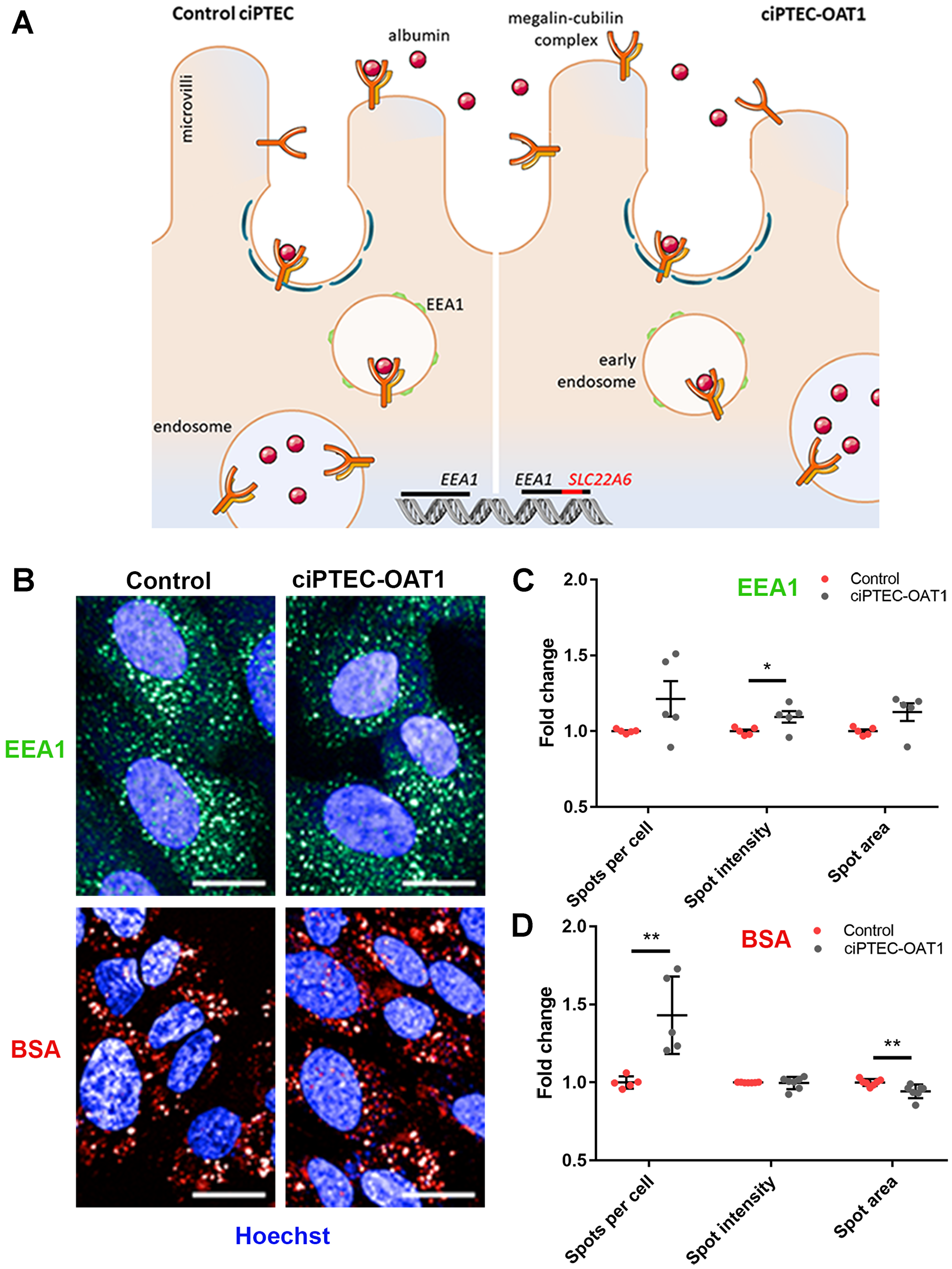 Endocytotic capacity of ciPTEC-OAT1