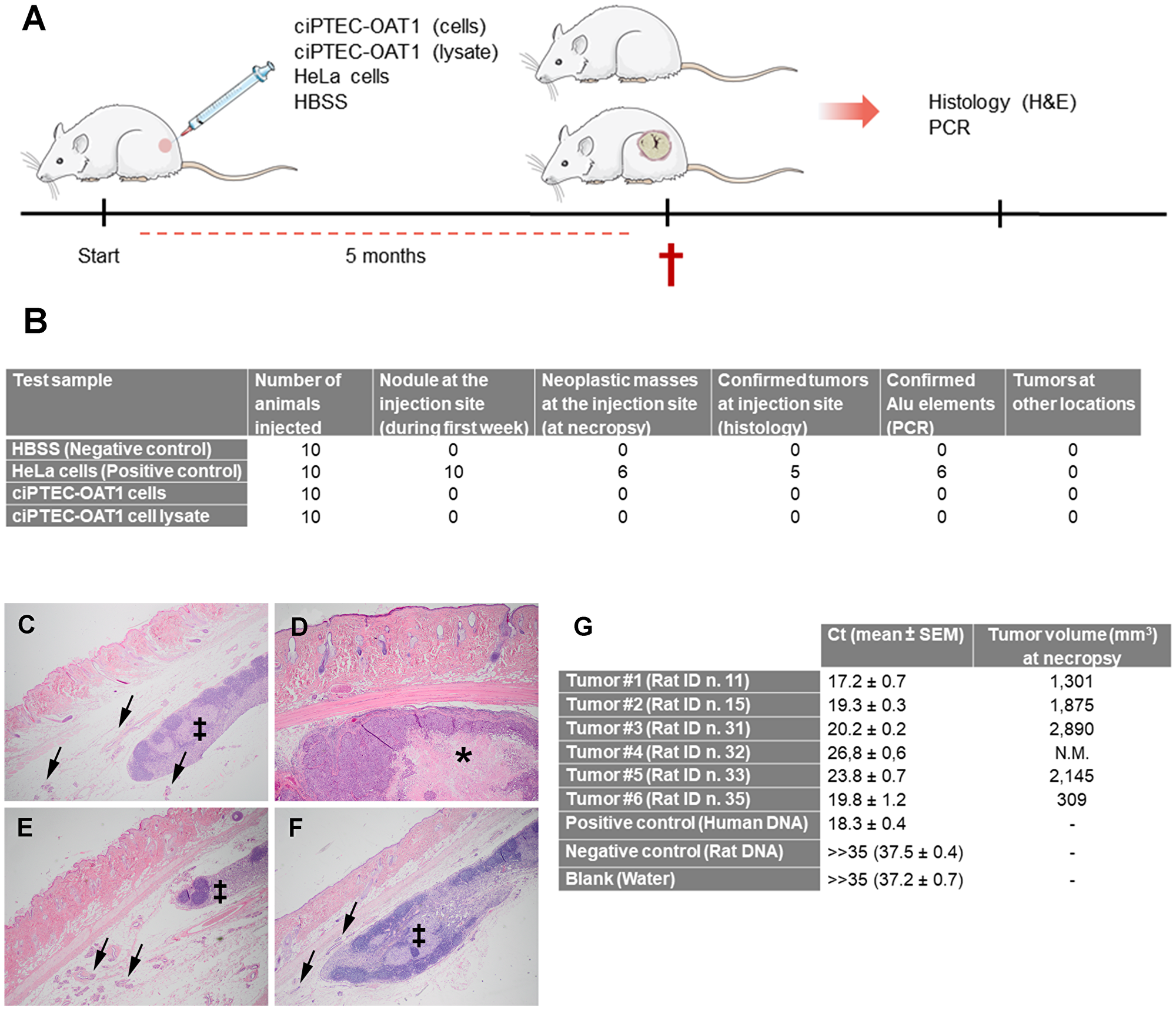 Tumorigenicity and oncogenicity of ciPTEC-OAT1