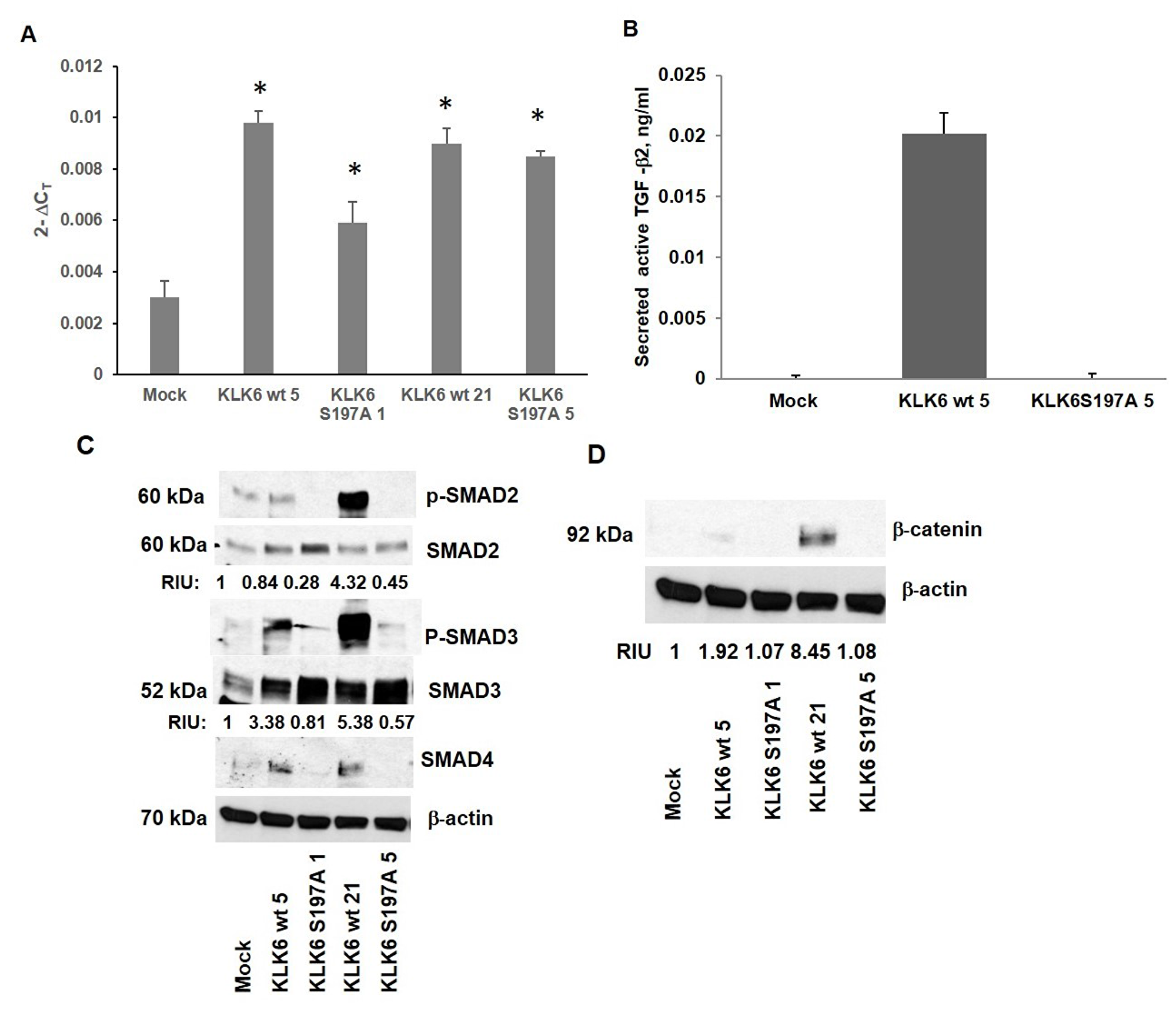 Analysis of SMAD signaling and β-catenin expression in Caco-KLK6 isogenic clones (A) The level of TGF-β2 transcript in Caco-KLK6 isogenic clones by qPCR; *p $!--ESC