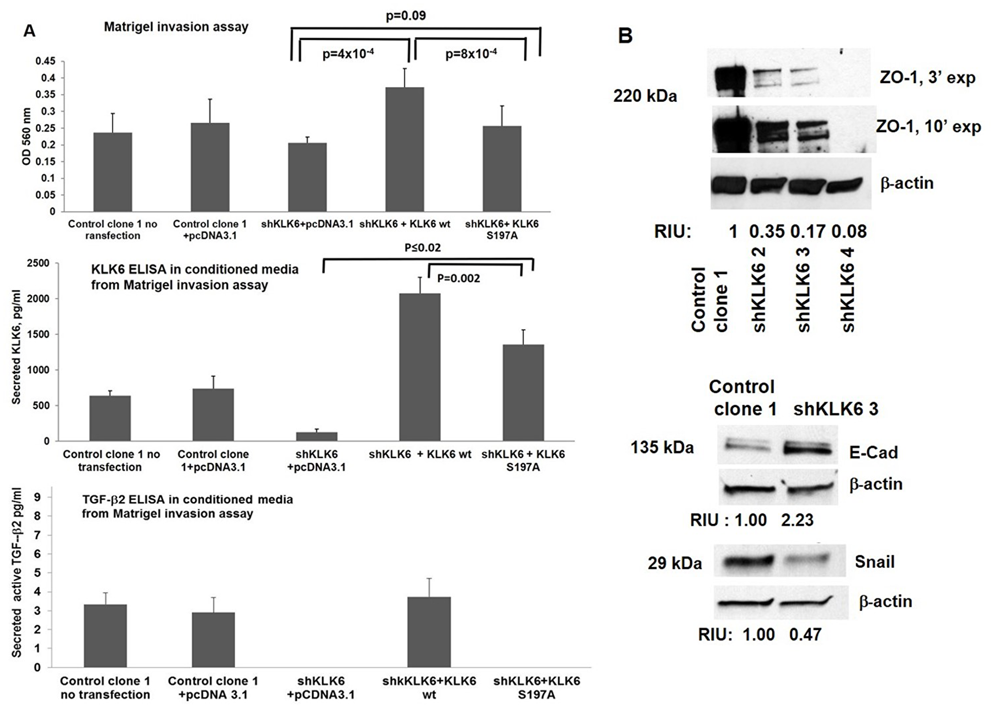 KLK6 enzyme contributes to cell invasion in HCT116-shKLK6 model through induction of the EMT