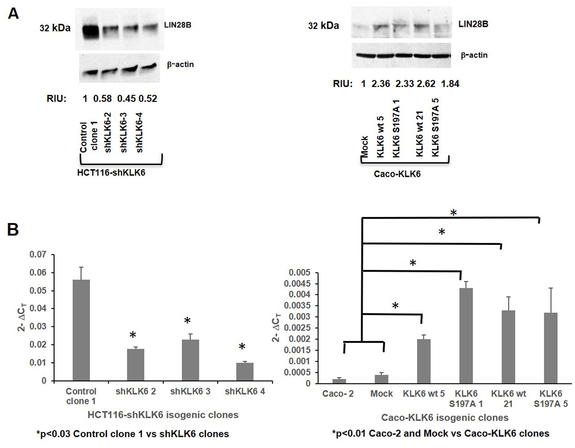 Expression of KLK6 correlates with expression of LIN28B and HMGA2 proteins in colon cancer cells