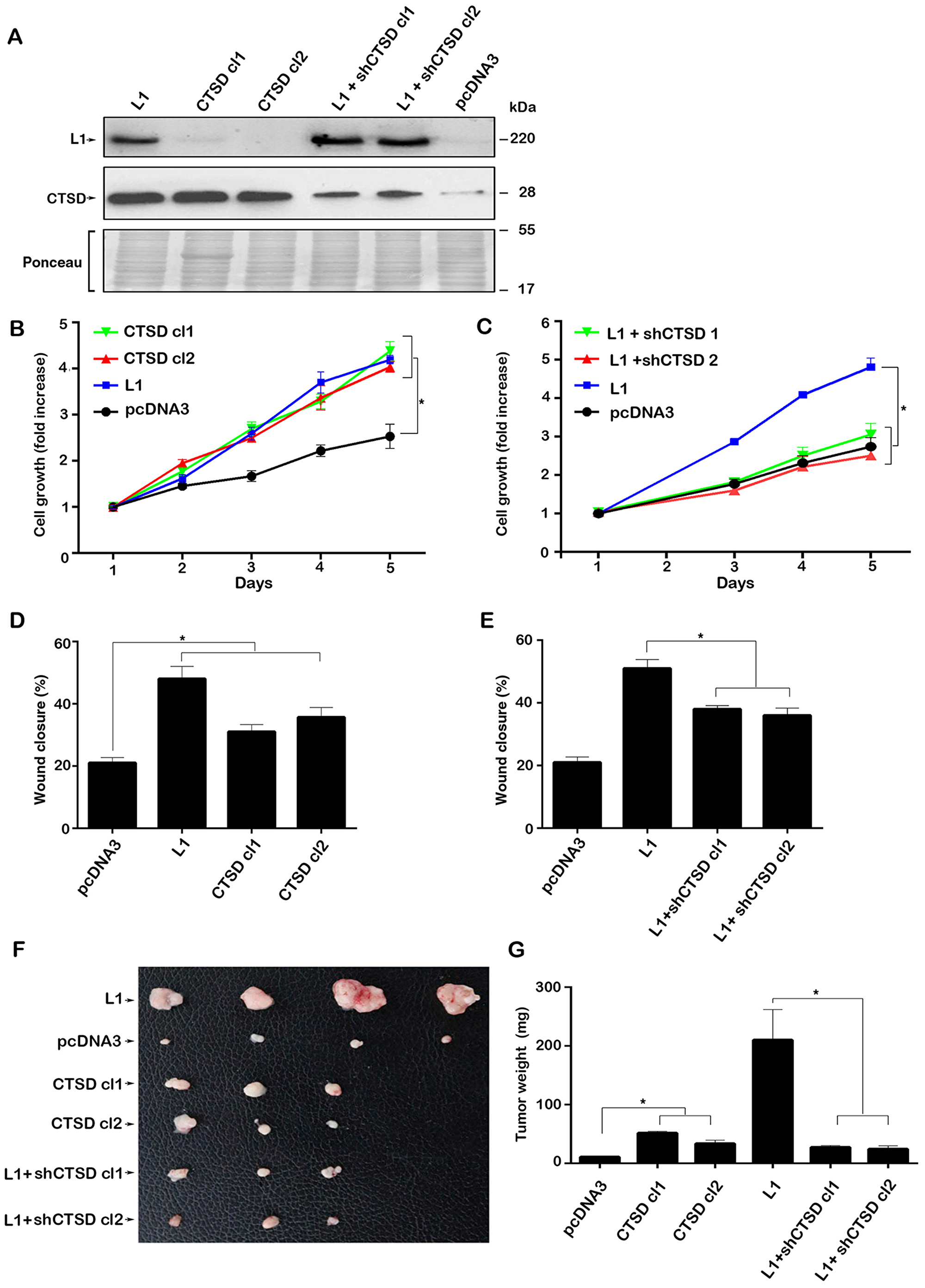 Modulating the expression of CTSD in CRC cells affects cell growth, motility and tumorigenesis