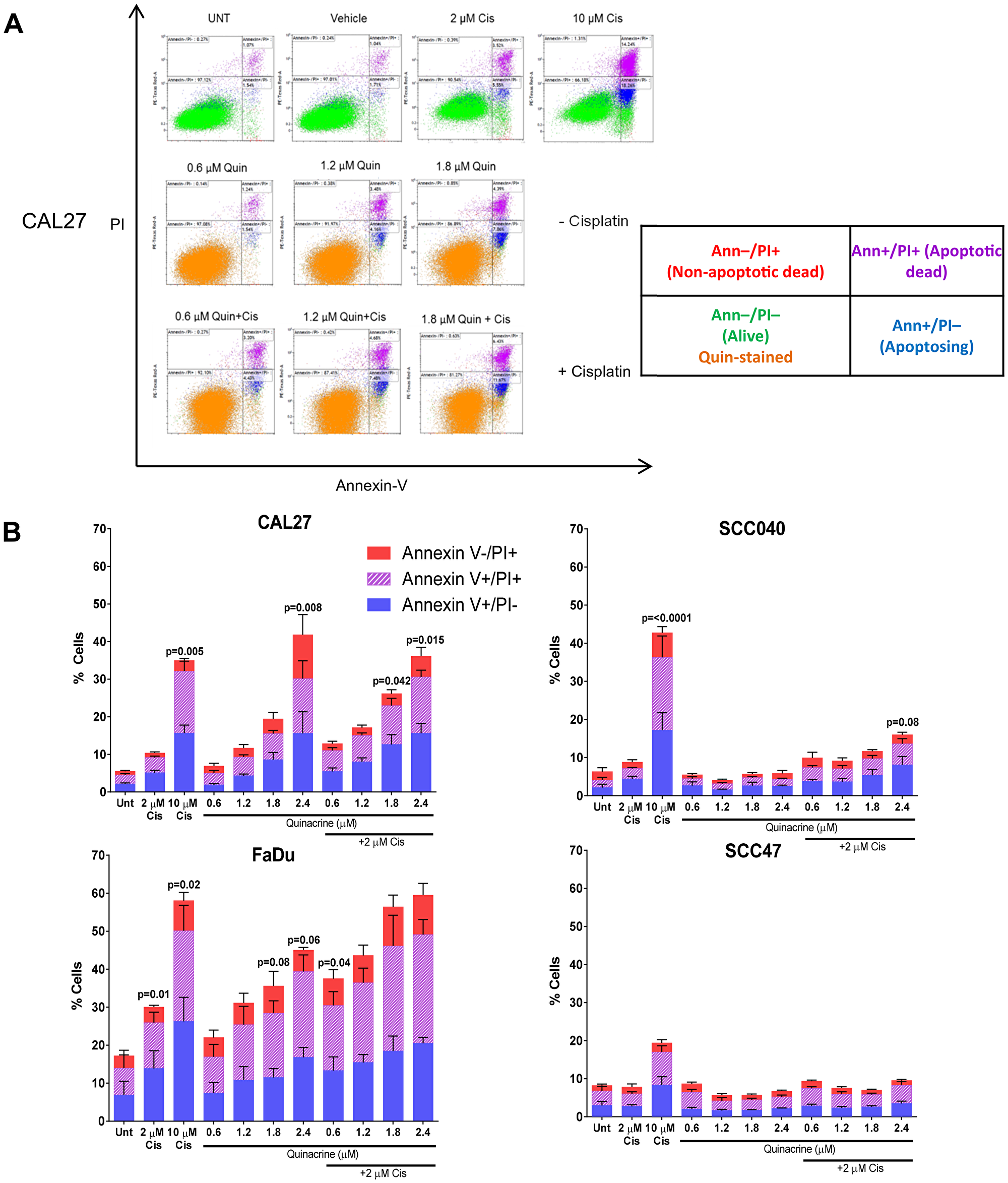 Assessment of cell death following 48 hour exposure to quinacrine +/- cisplatin