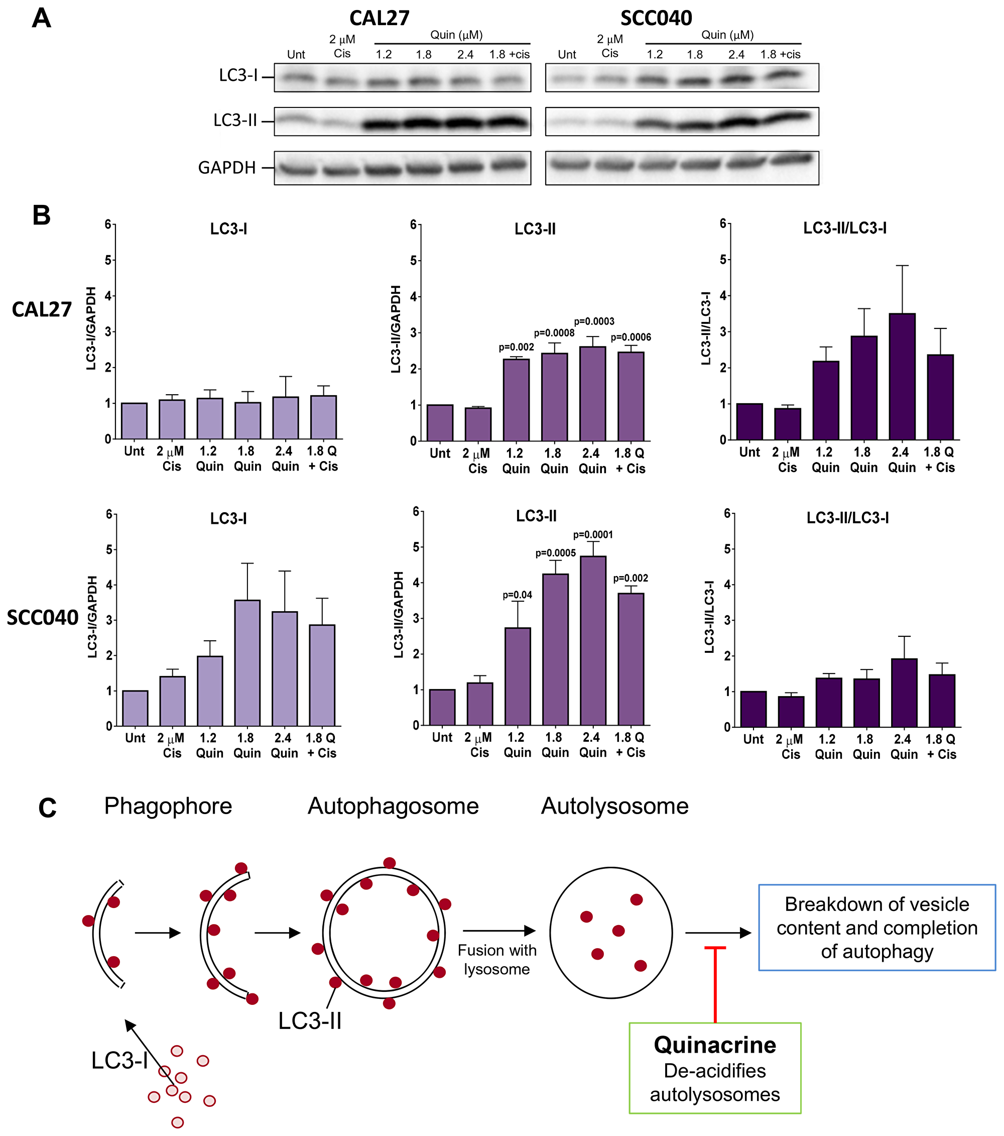 Western blot analysis of autophagy induction