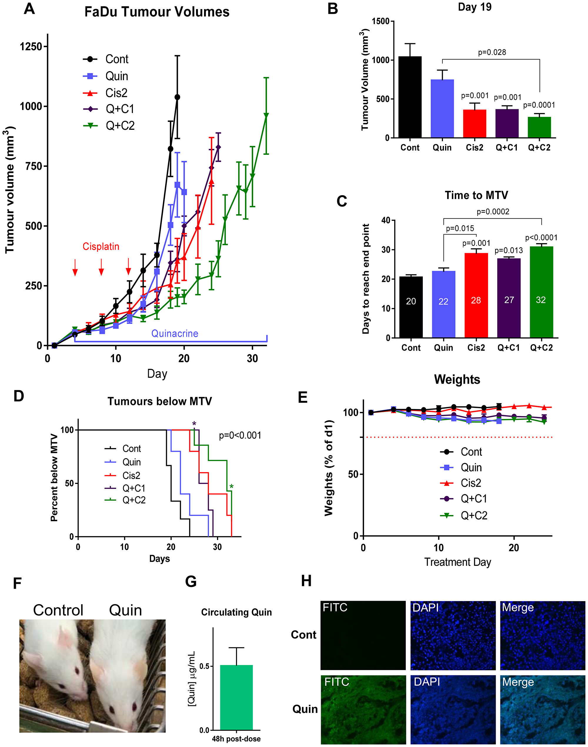 (A) Tumor growth in mice bearing FaDu tumors treated with 100 mg/kg quinacrine and or cisplatin (1 or 2 mg/kg, as indicated), n = 5–6 per group. (B) Tumor volumes on day 19 (n = 5–7 per group). (C) Time taken for tumors to reach maximum tumor volume (MTV) with median days for each treatment indicated on bars. (D) Kaplan-Meier plot showing the proportion of animals with tumors below MTV over time. *Star indicates a quinacrine + 2 mg/kg cisplatin animal being culled for reasons other than tumor size (n = 5–7 in each group). A log-rank (Mantel-Cox) test showed a significant difference between groups, represented on the graph. (E) Weights of mice over the experiment. (F) Slight yellowing of the skin caused by quinacrine treatment (right) next to a vehicle-treated animal (left). (G) Concentrations of quinacrine in mouse plasma 48 hours post-gavage treatment on day 19 of treatment (n = 5). (H) Cross sections of representative tumor sections taken at the end of the experiment from vehicle and quinacrine-treated mice showing autofluorescence in the FITC channel of cells incorporating quinacrine into their DNA (n = 3).