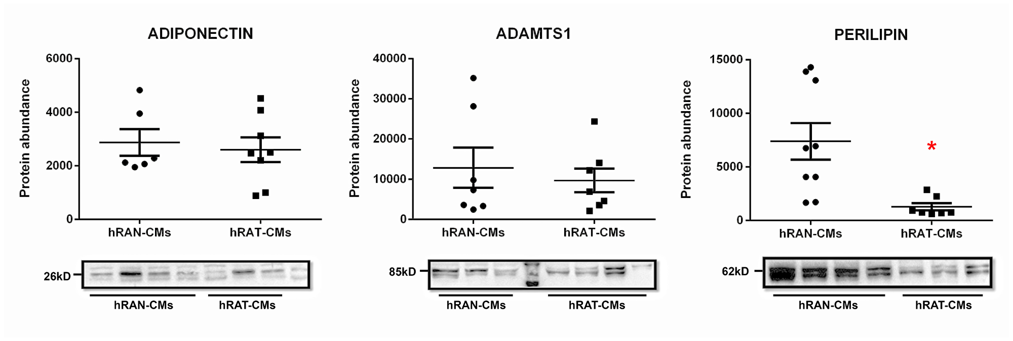 Adiponectin, ADAMTS1 and perilipin 1 in hRAN- and hRAT-CMs