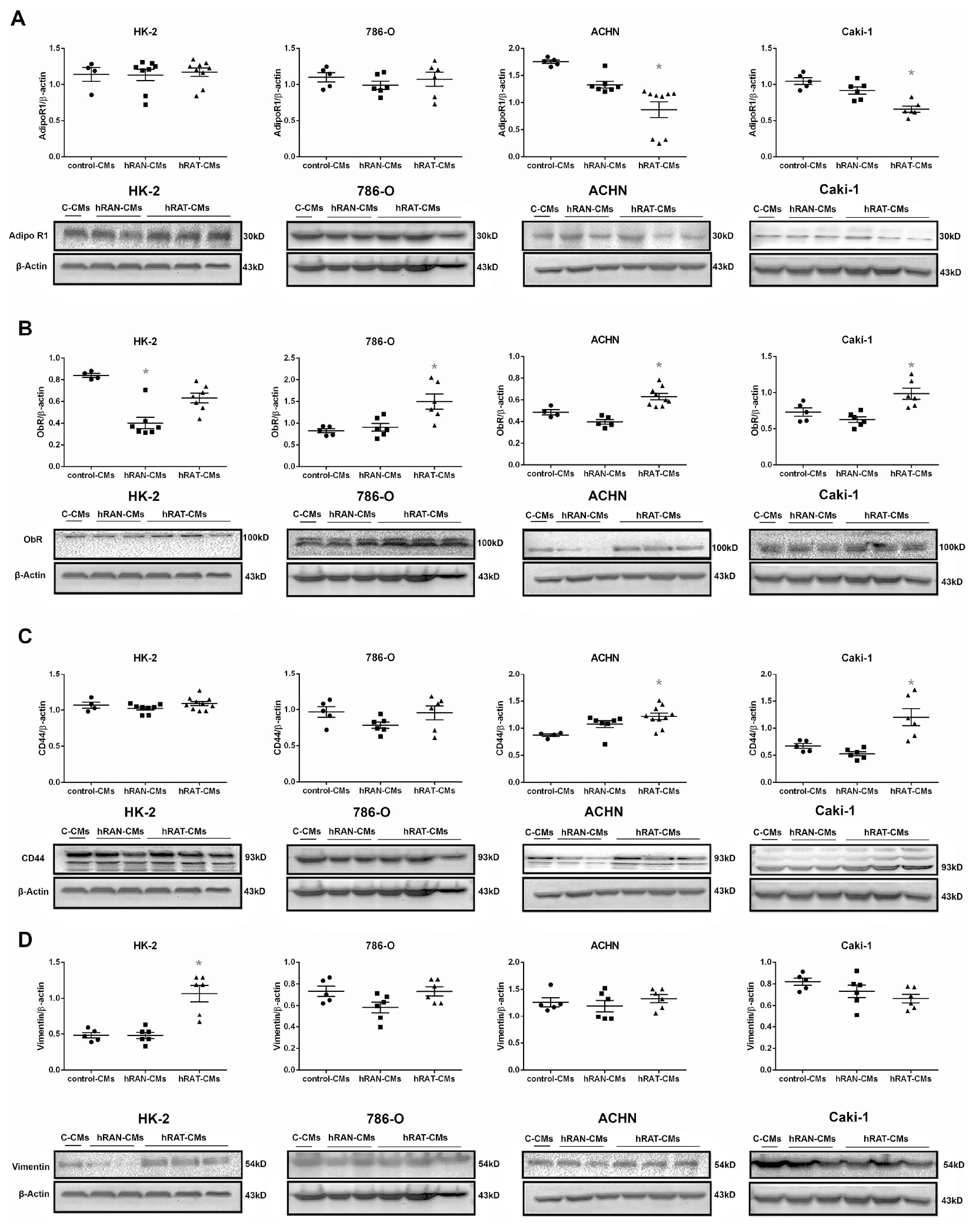 Effect of CMs from hRAN and hRAT on: AdipoR1 (A); ObR (B), CD44 (C) and vimentin (D) expression was evaluated in HK-2, 786-O, ACHN and Caki-1 cell lines. HK-2, 786-O, ACHN and Caki-1 cells were grown on 6 well plates, incubated for 24 hs with the different CMs and then lysed. Expression of the different proteins was measured by Western blot. β-actin was used as internal control. Images were analyzed by densitometry Horizontal bars represent the geometric mean of each data set. Vertical bars indicate SEM. *p $!--ESC