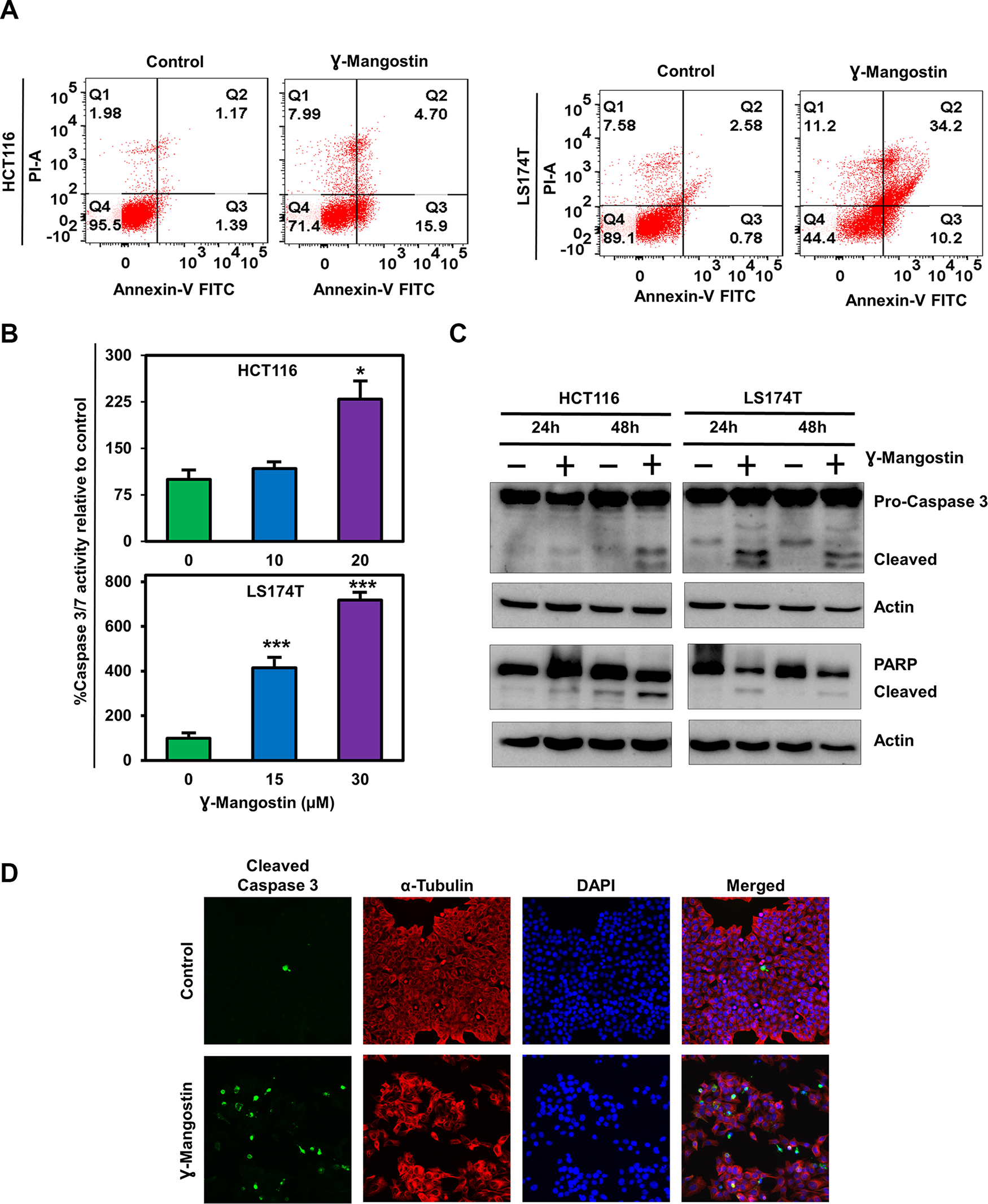 γ-Mangostin induces apoptosis