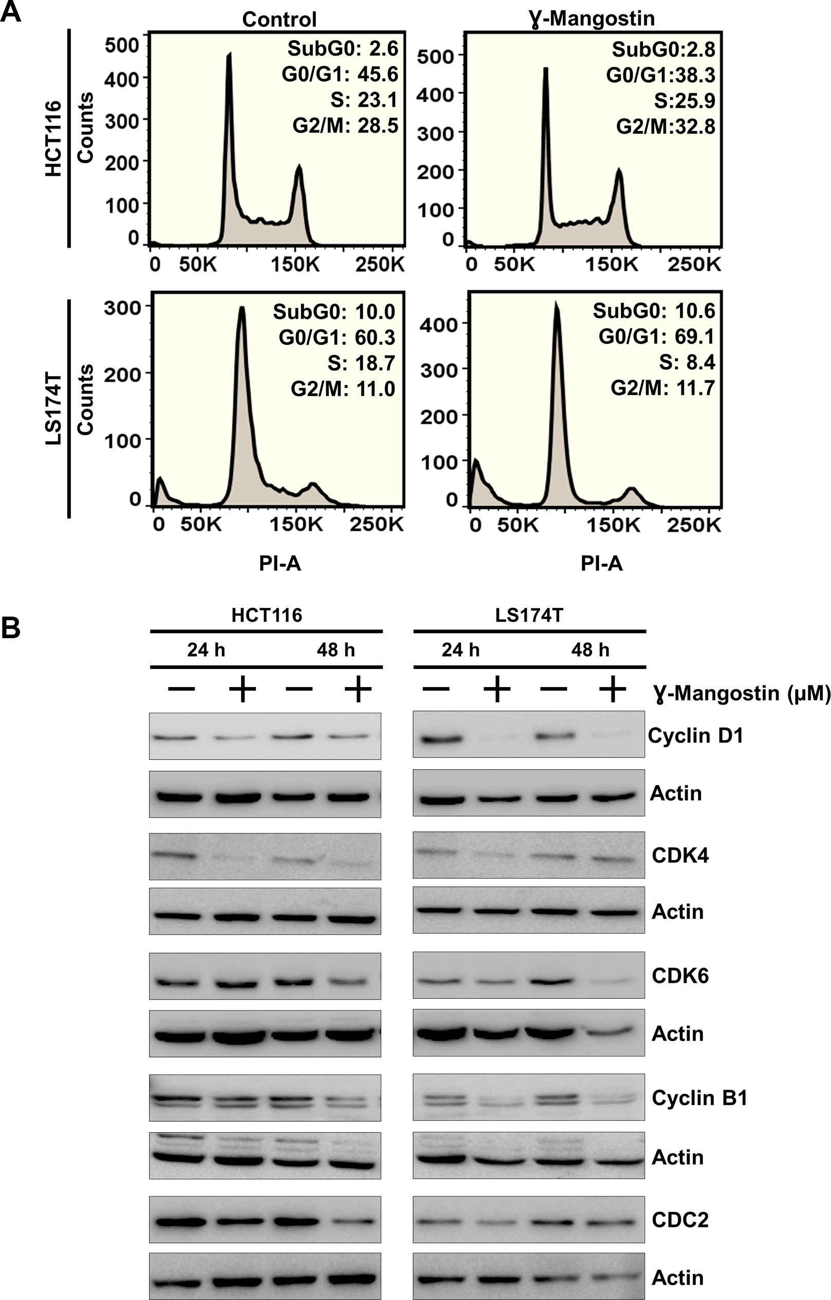 γ-Mangostin inhibits cell cycle progression