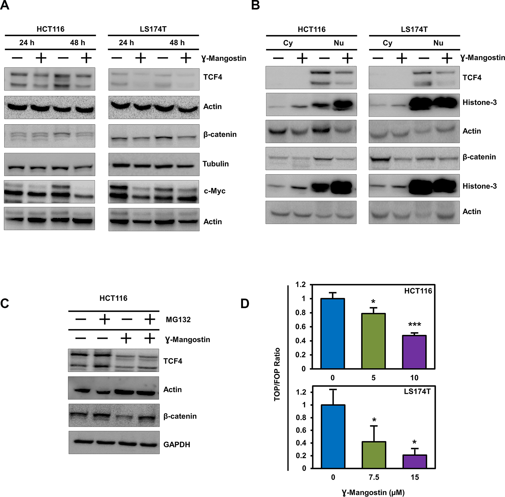 γ-Mangostin inhibits TCF4 expression