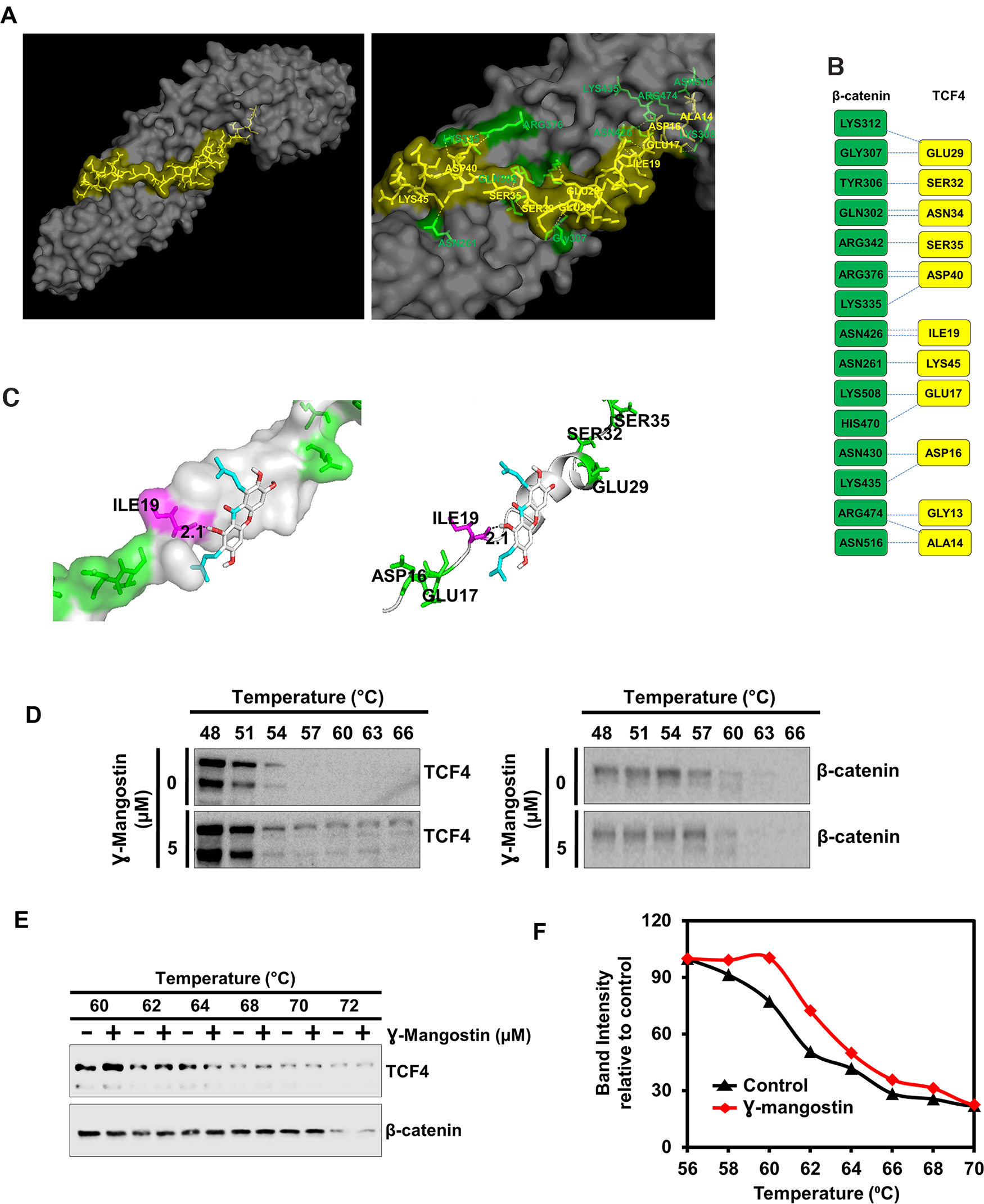 γ-Mangostin interacts with the β-catenin/TCF4 complex